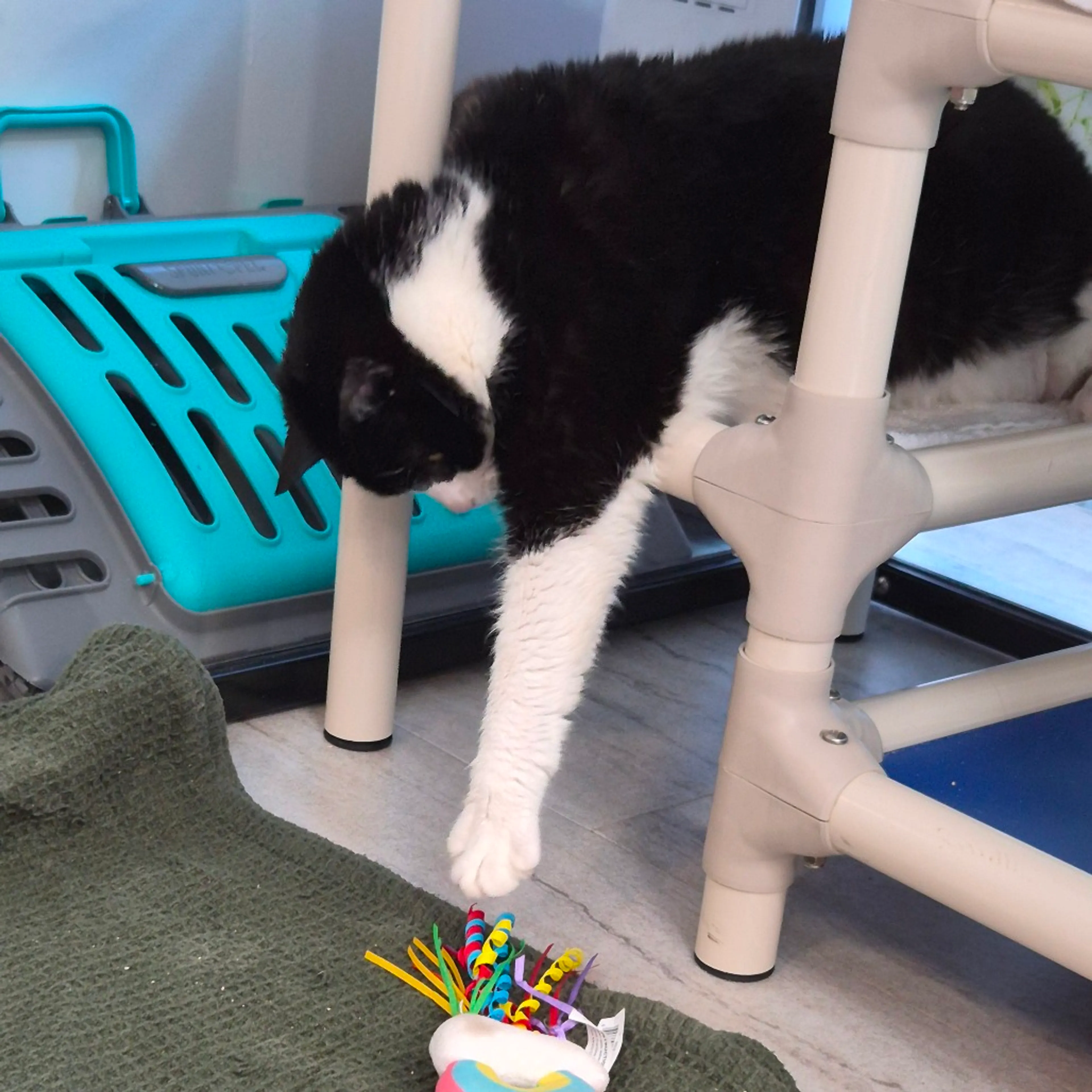 Found pet-5