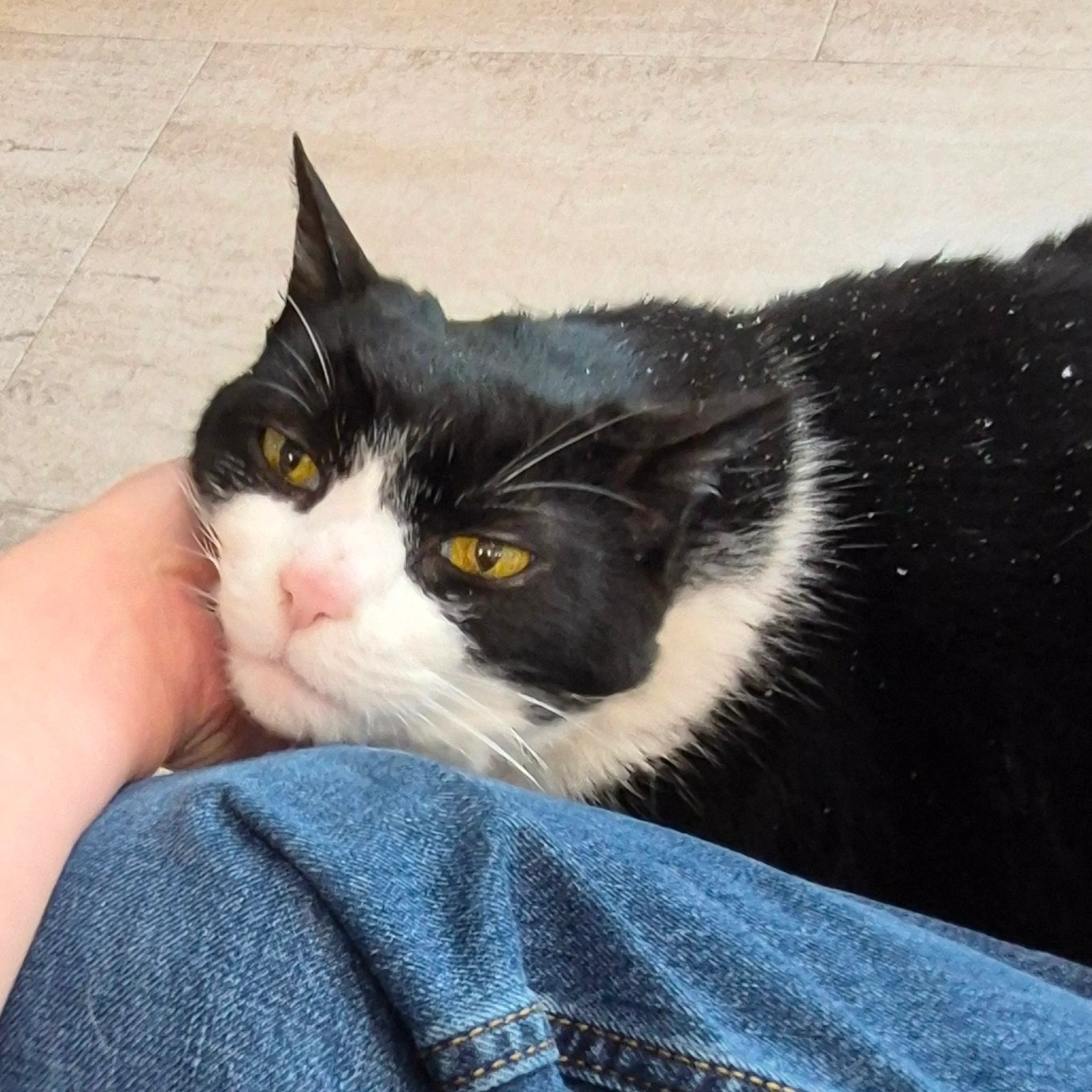 Found pet-2