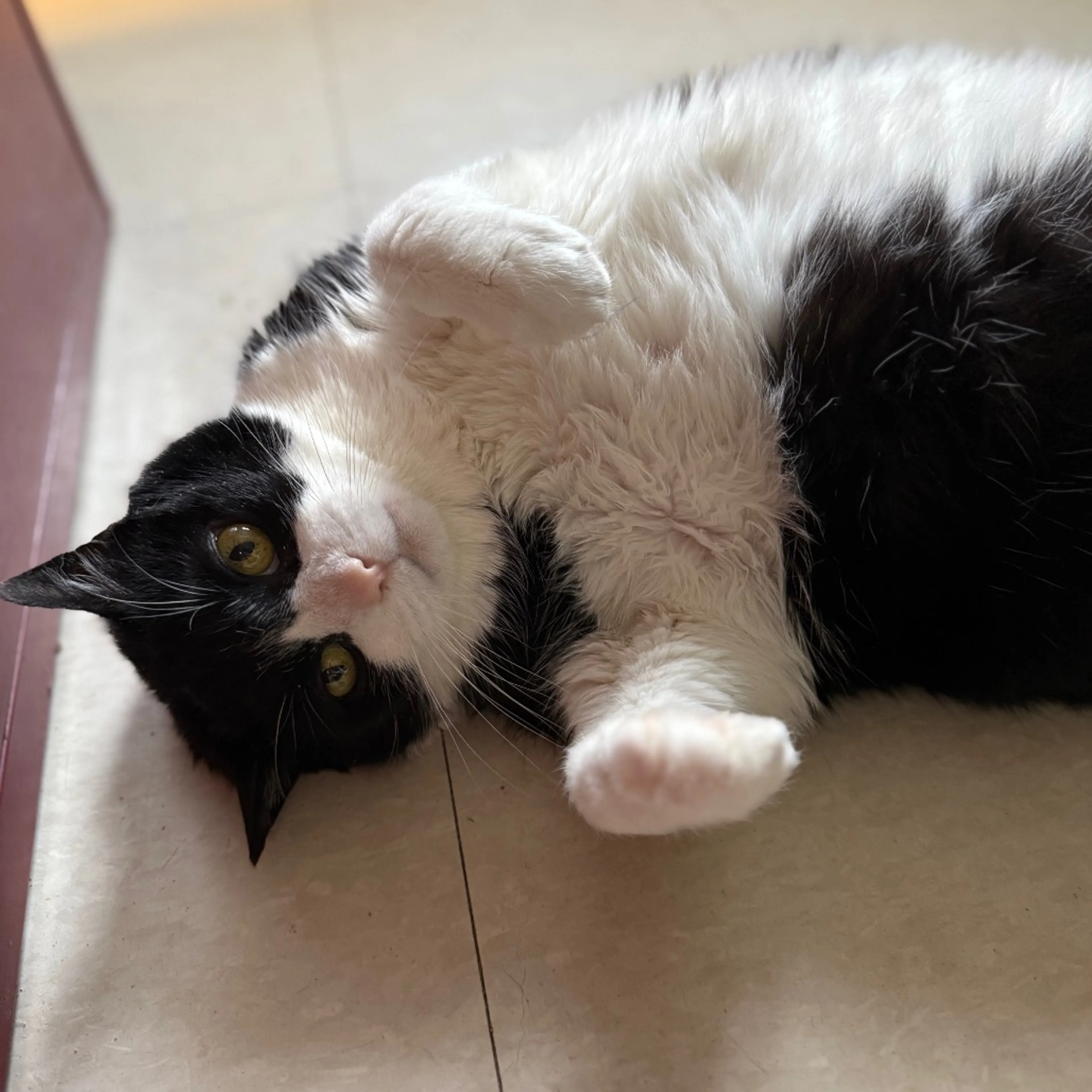 Found pet-9