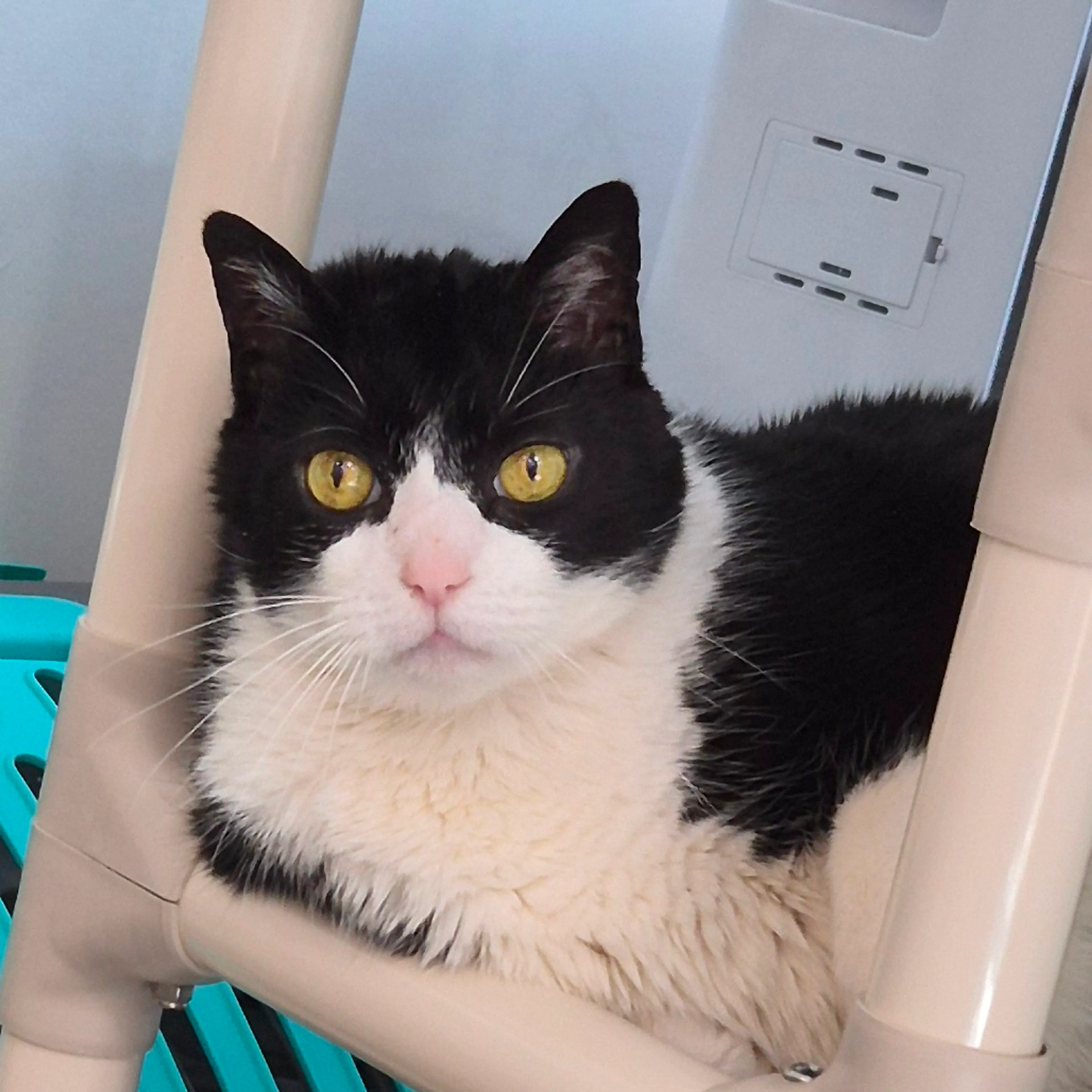Found pet-4