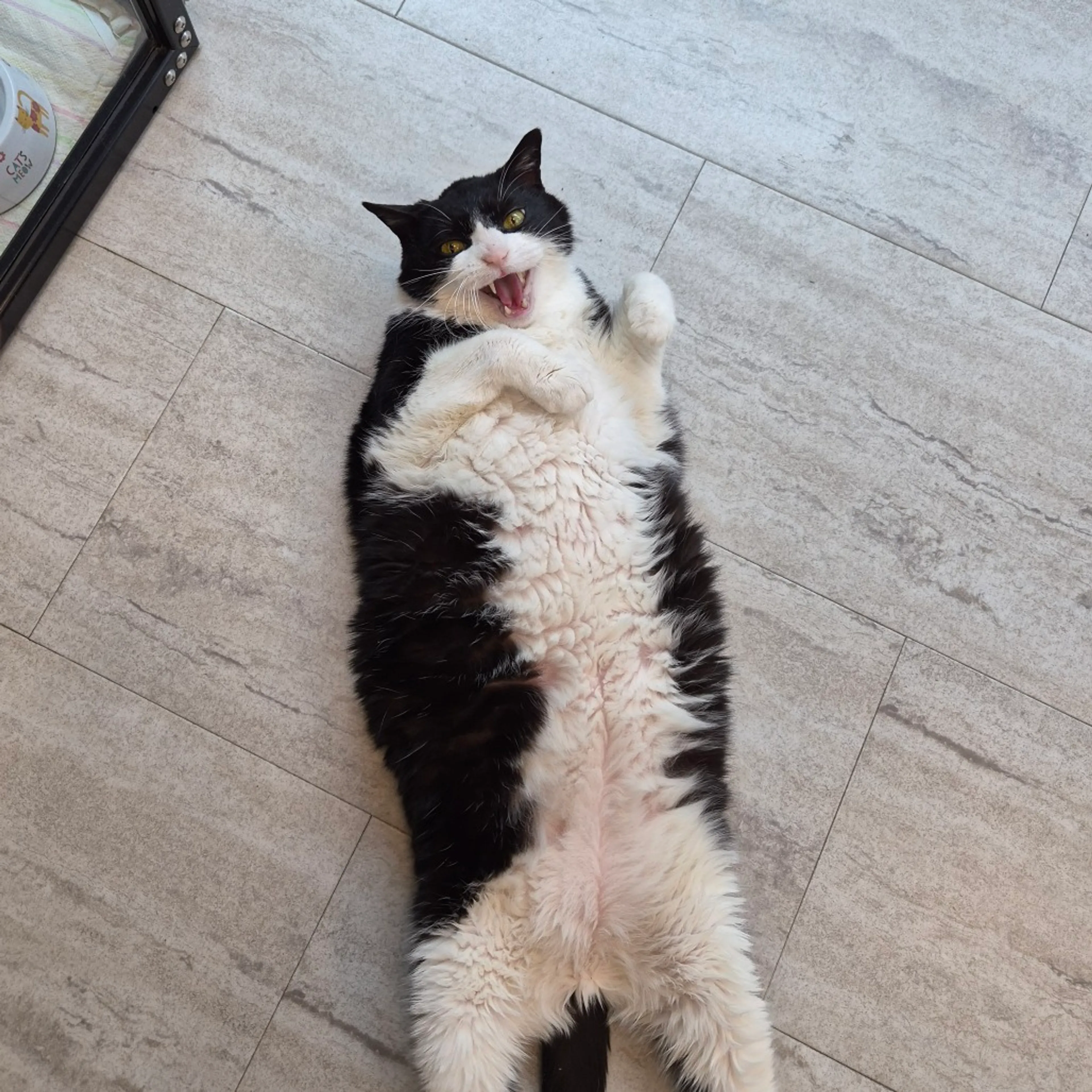Found pet-6