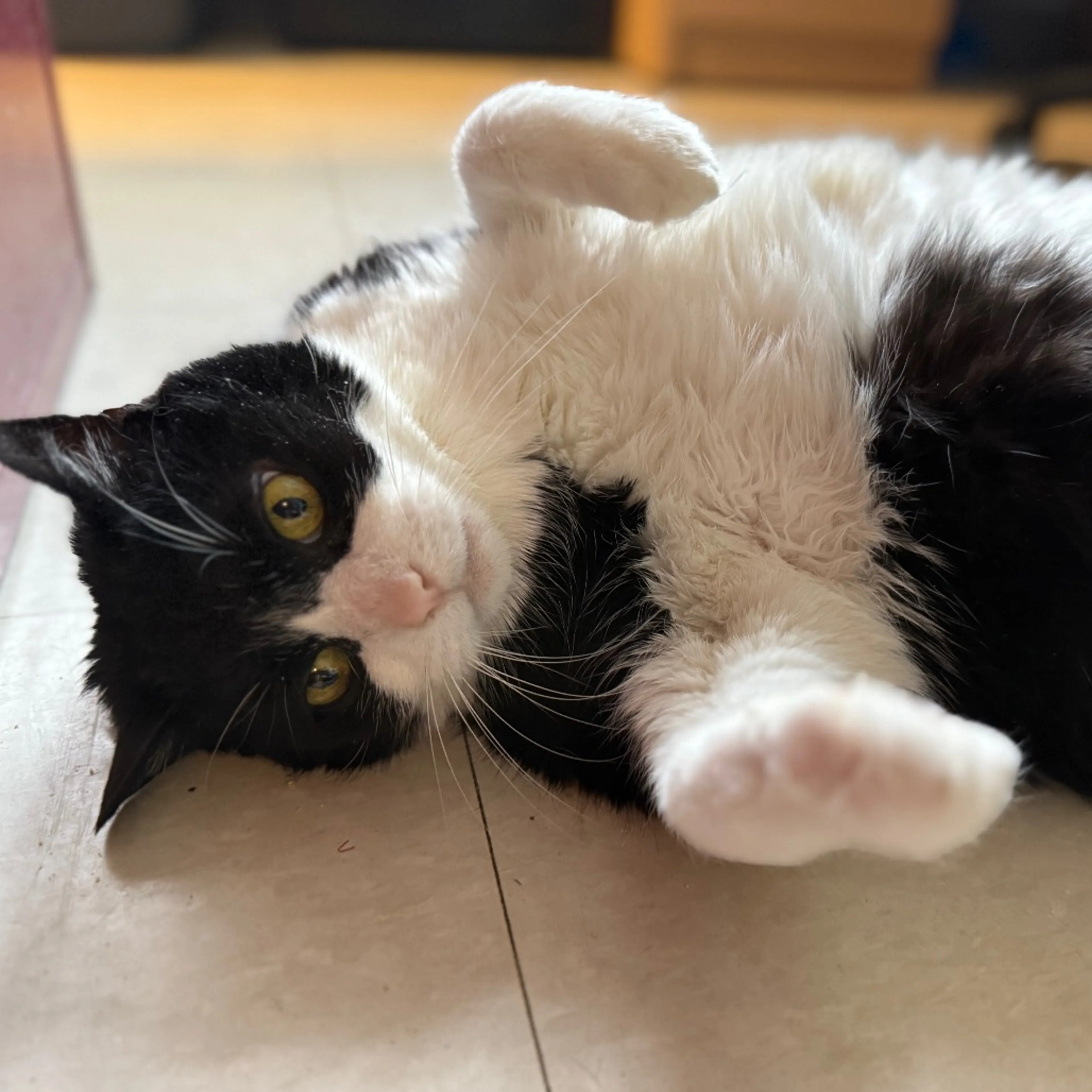Found pet-0