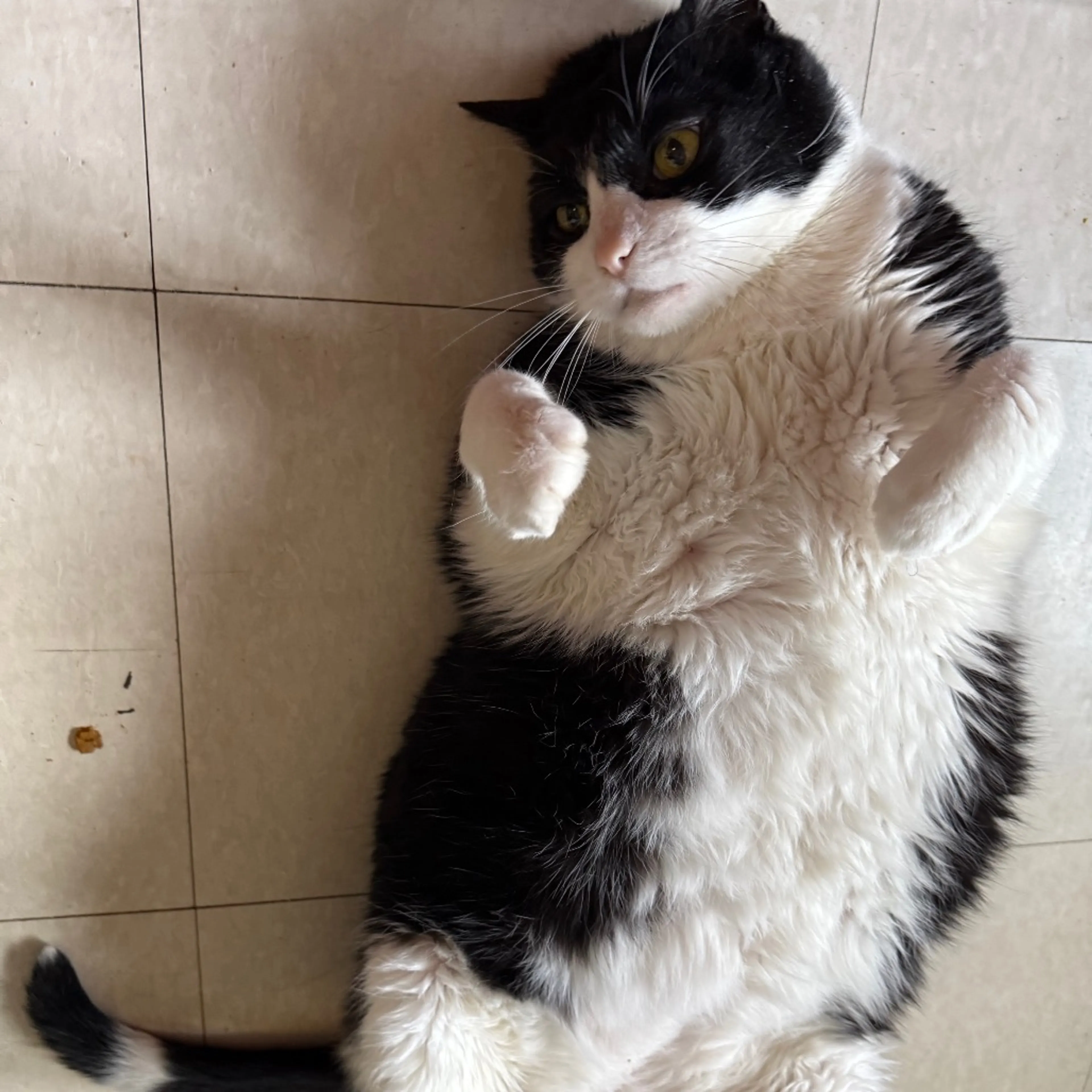 Found pet-11