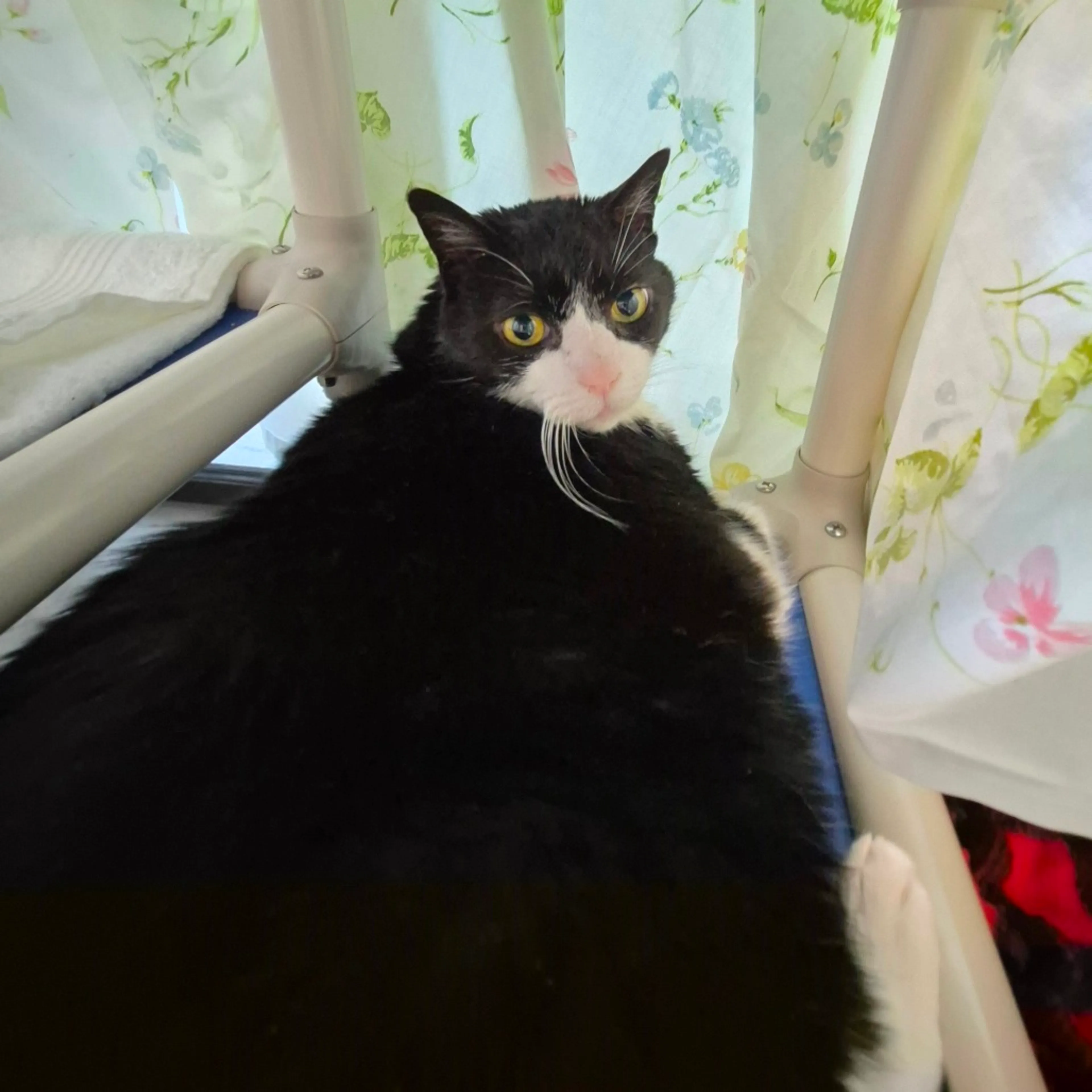 Found pet-8