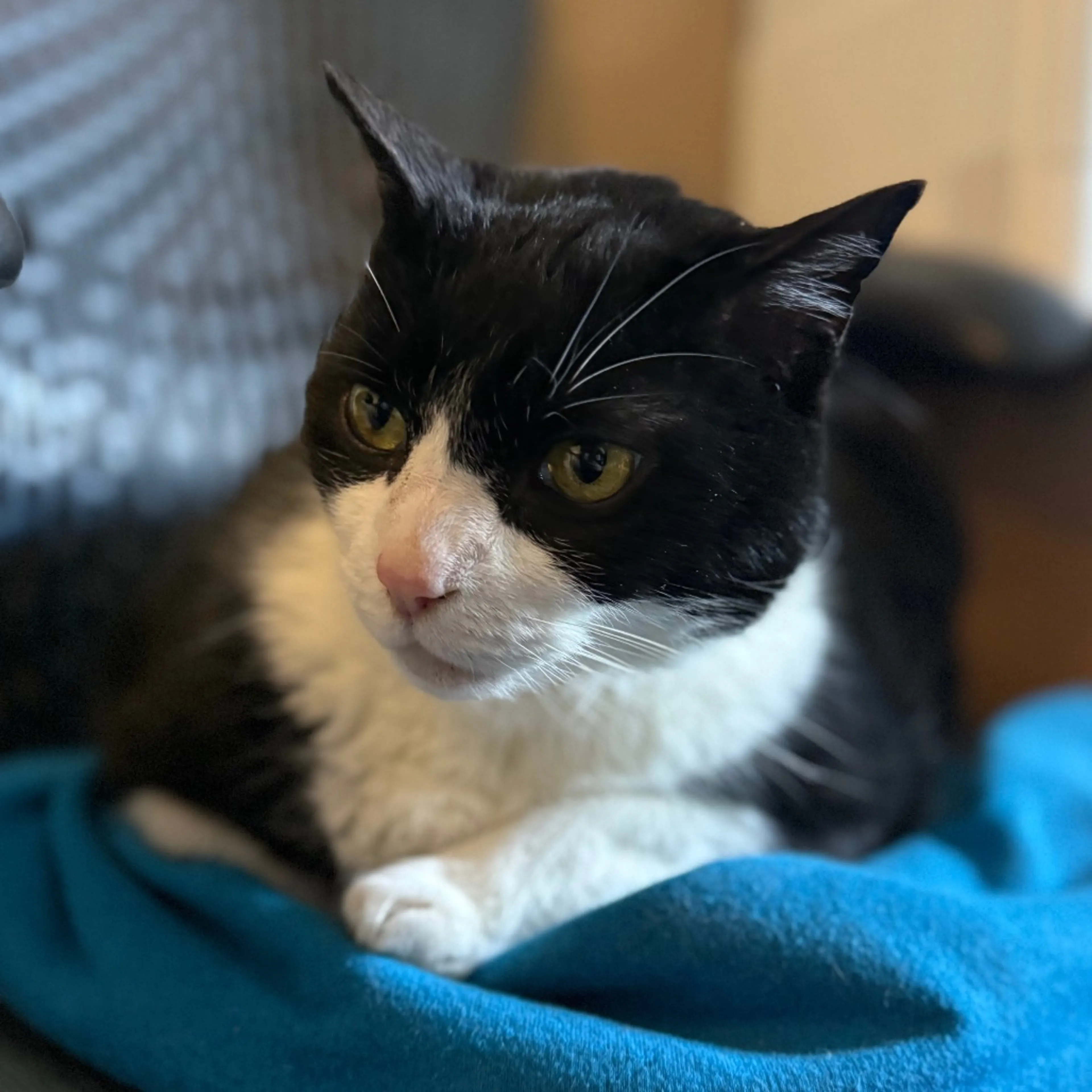 Found pet-7