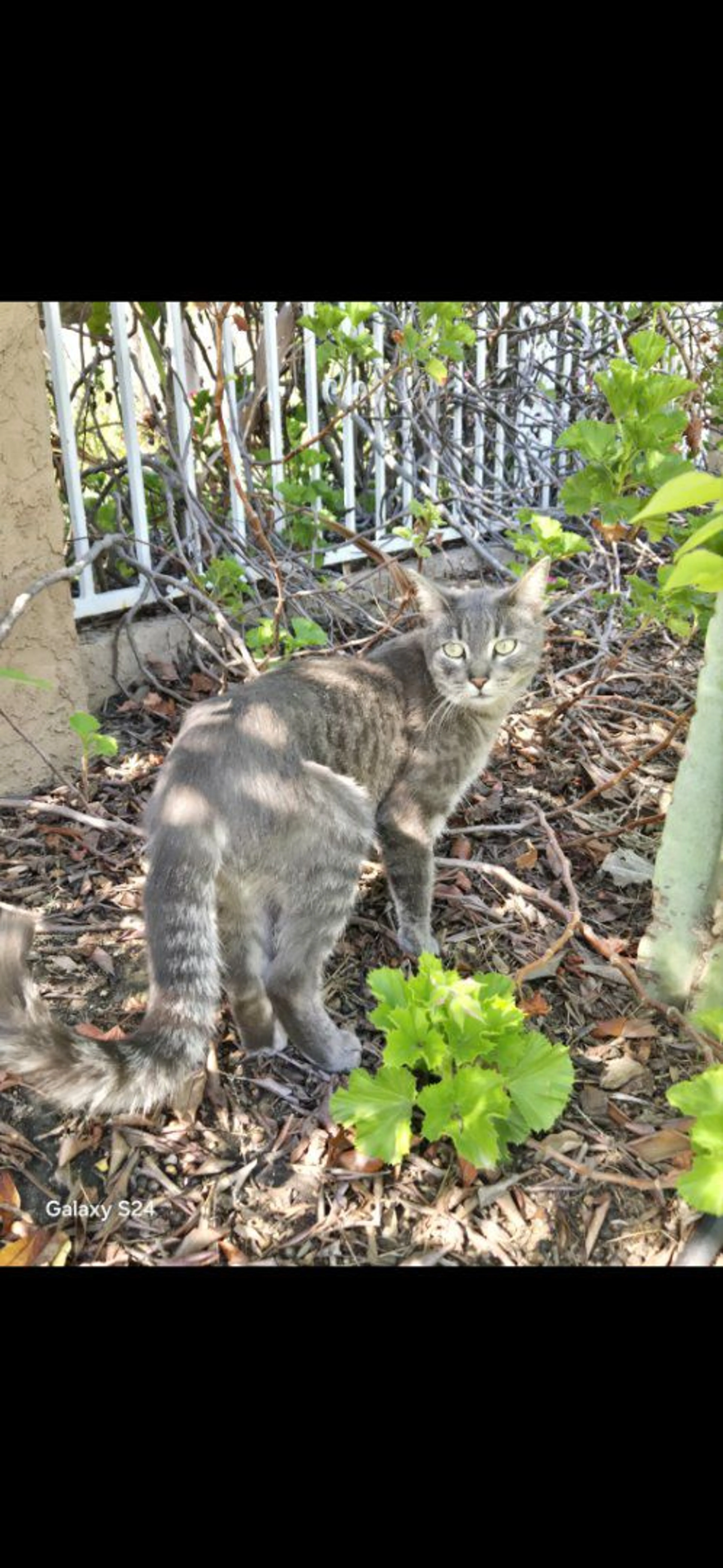 Lost pet-1