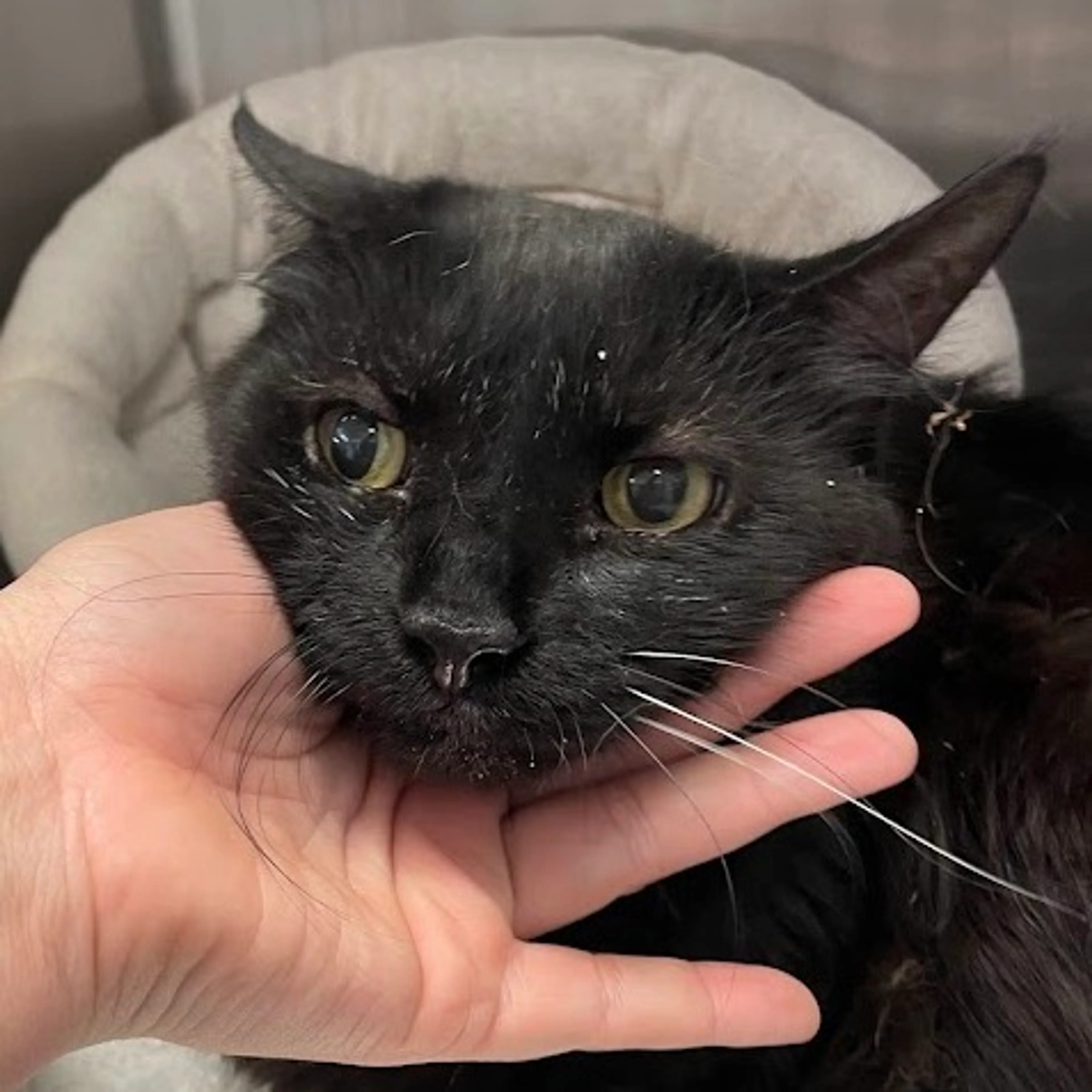 Found pet-1