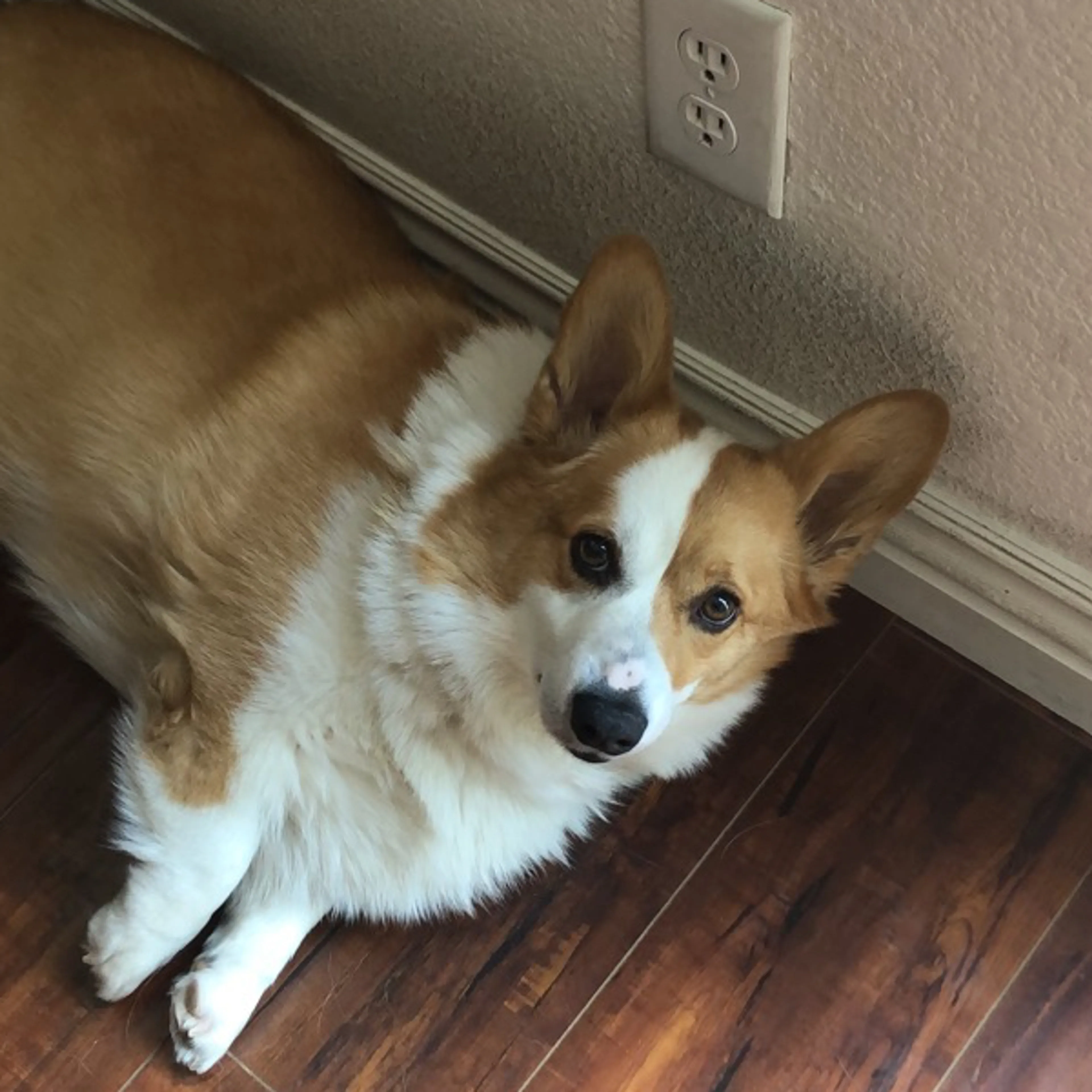 Lost pet-1