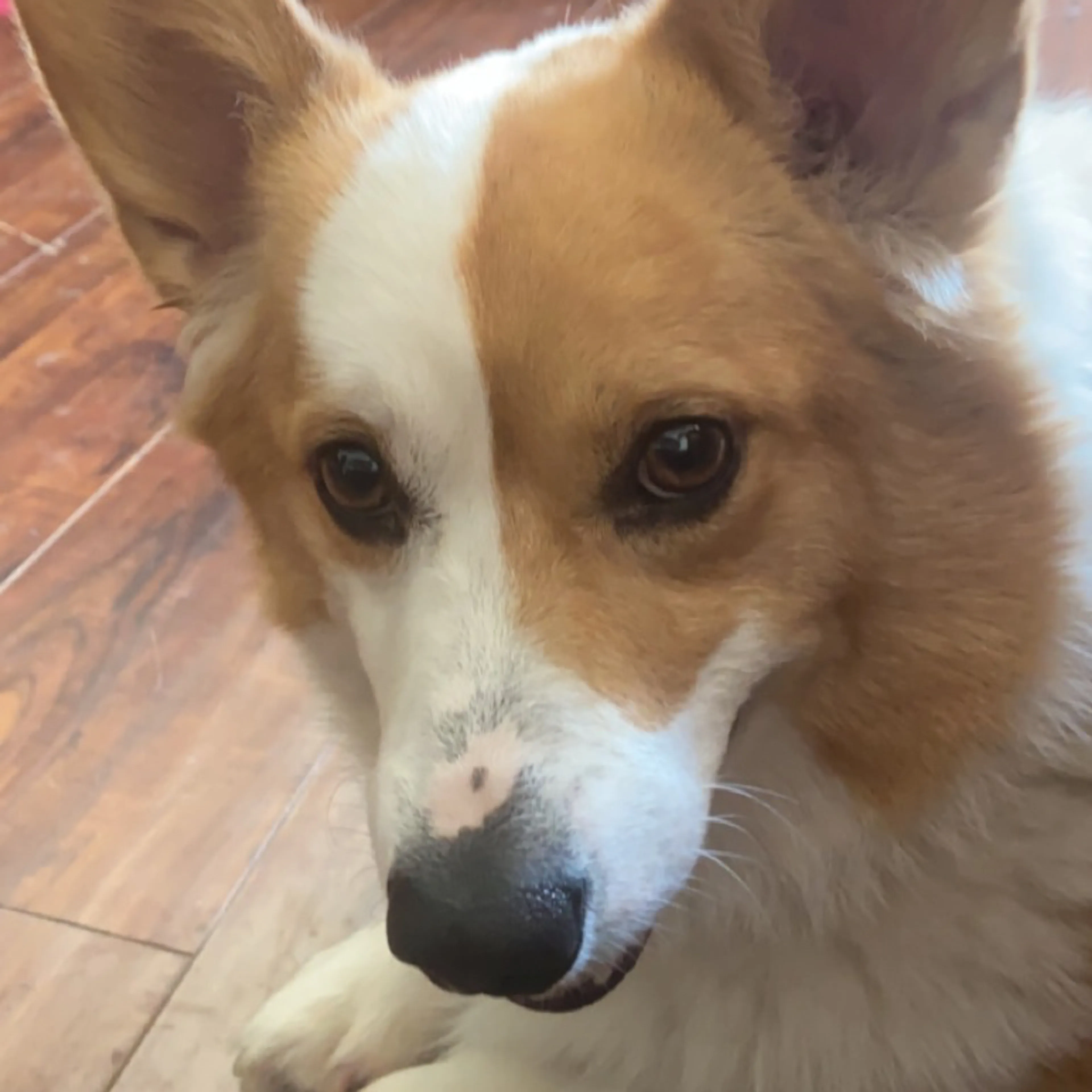 Lost pet-2