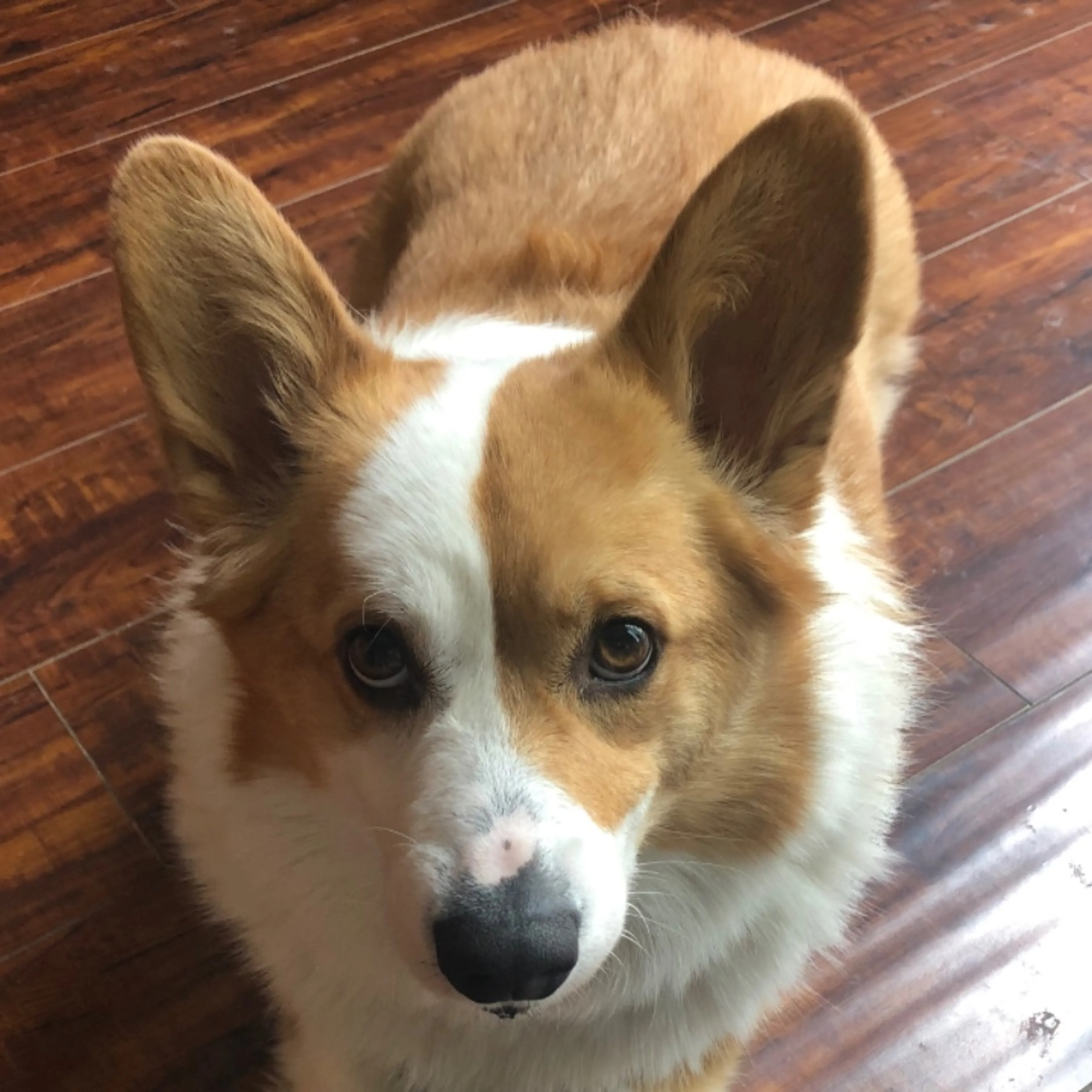Lost pet-0