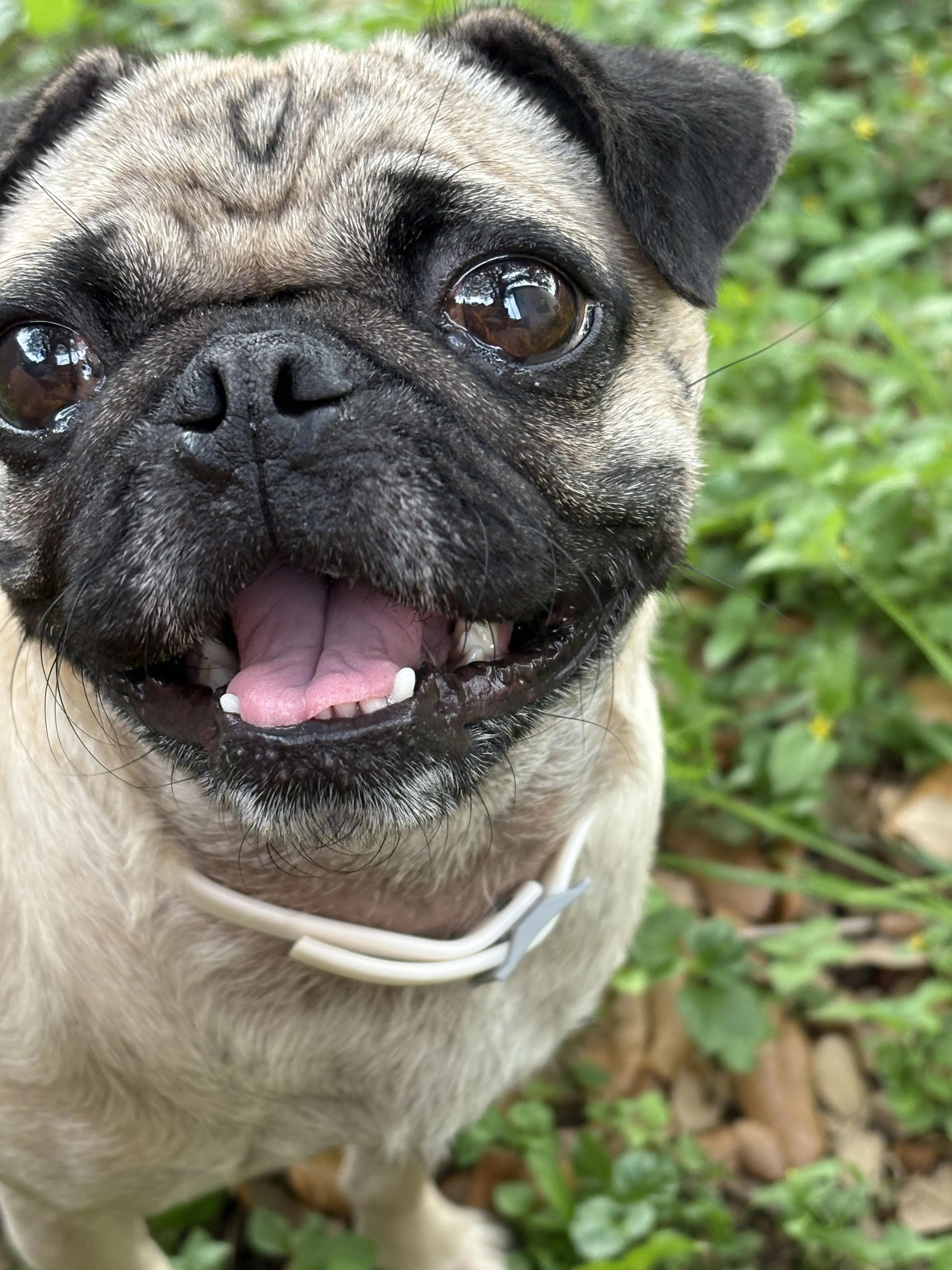 Lost pet