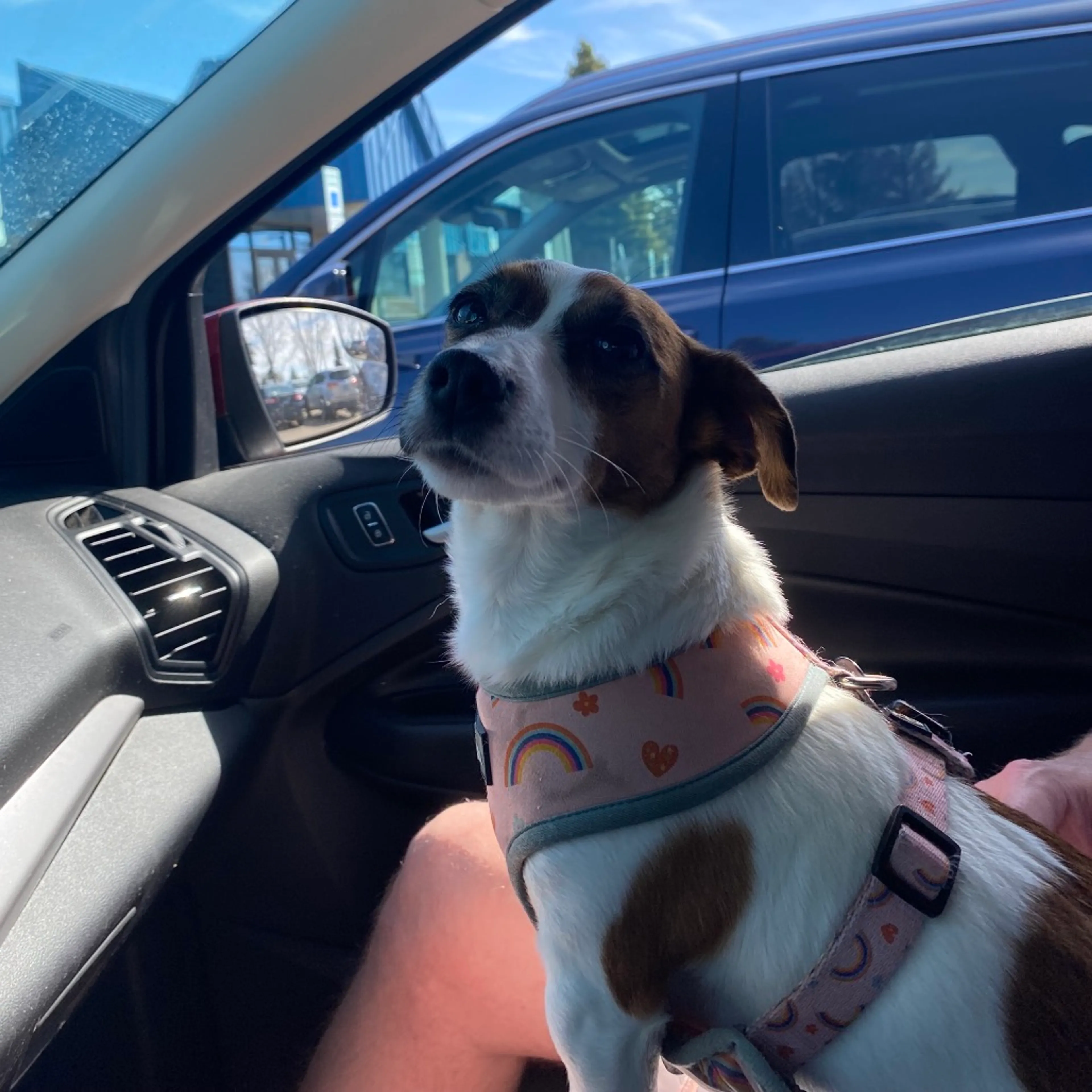 Found pet-2