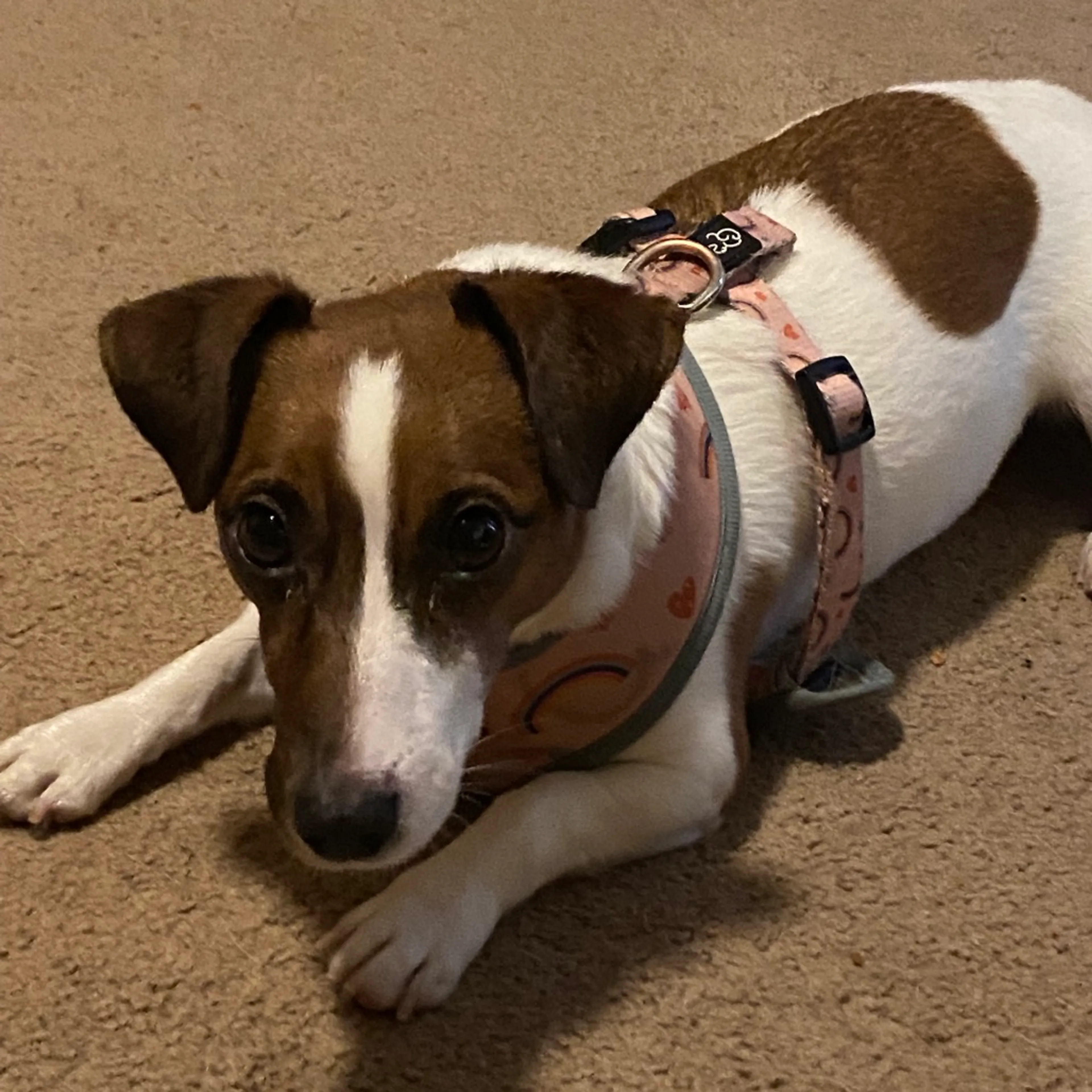 Found pet-3