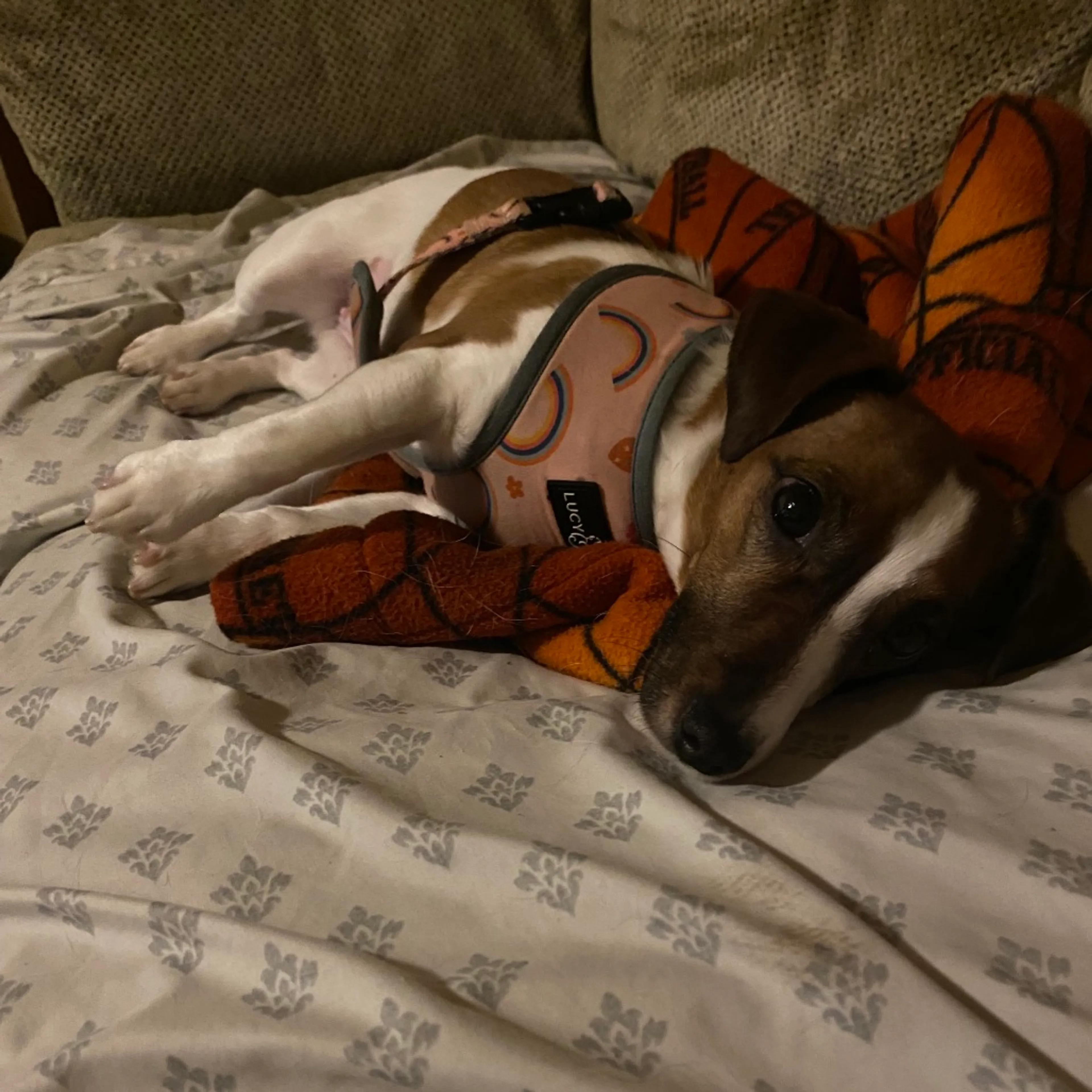 Found pet-4