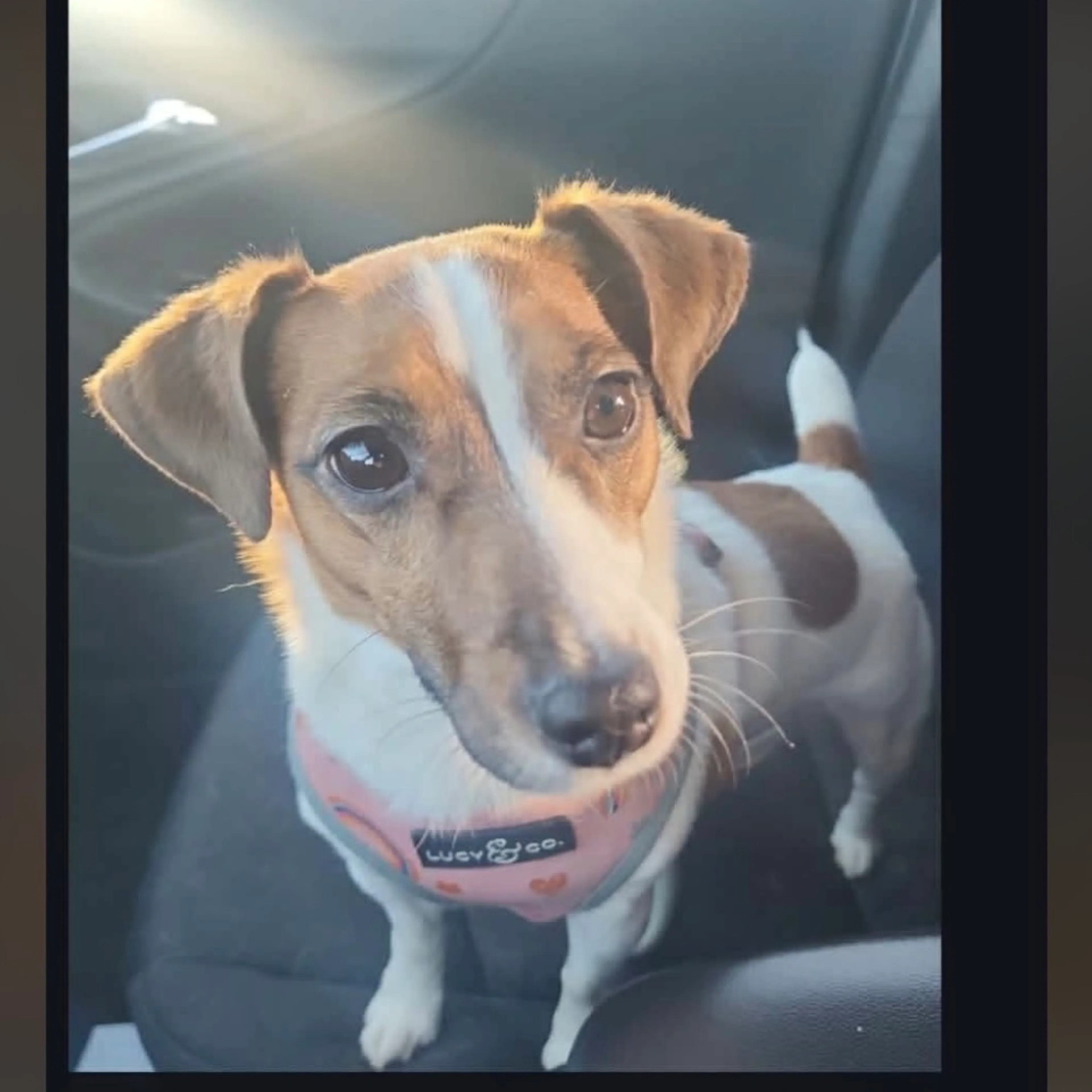 Found pet-1