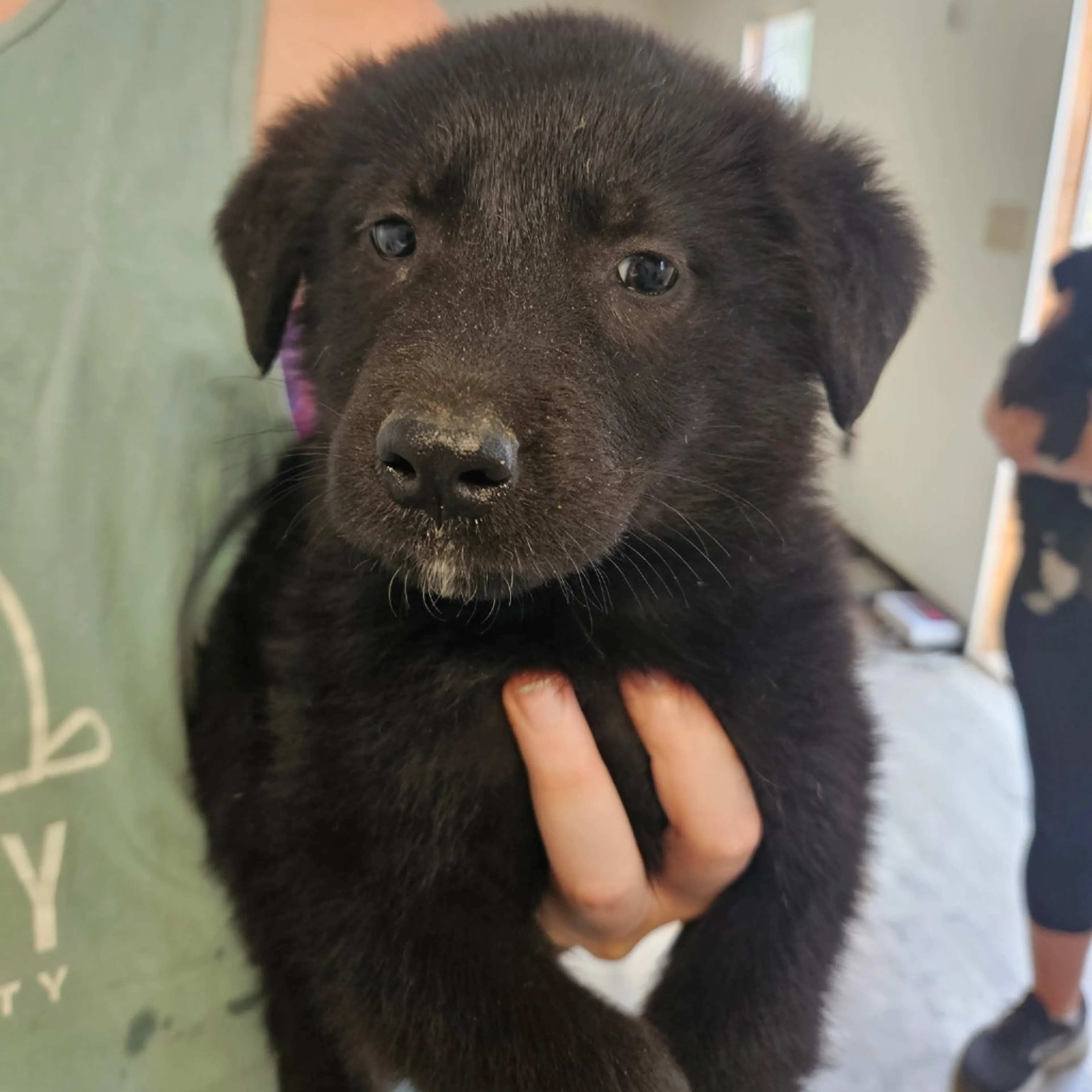 Found pet-1