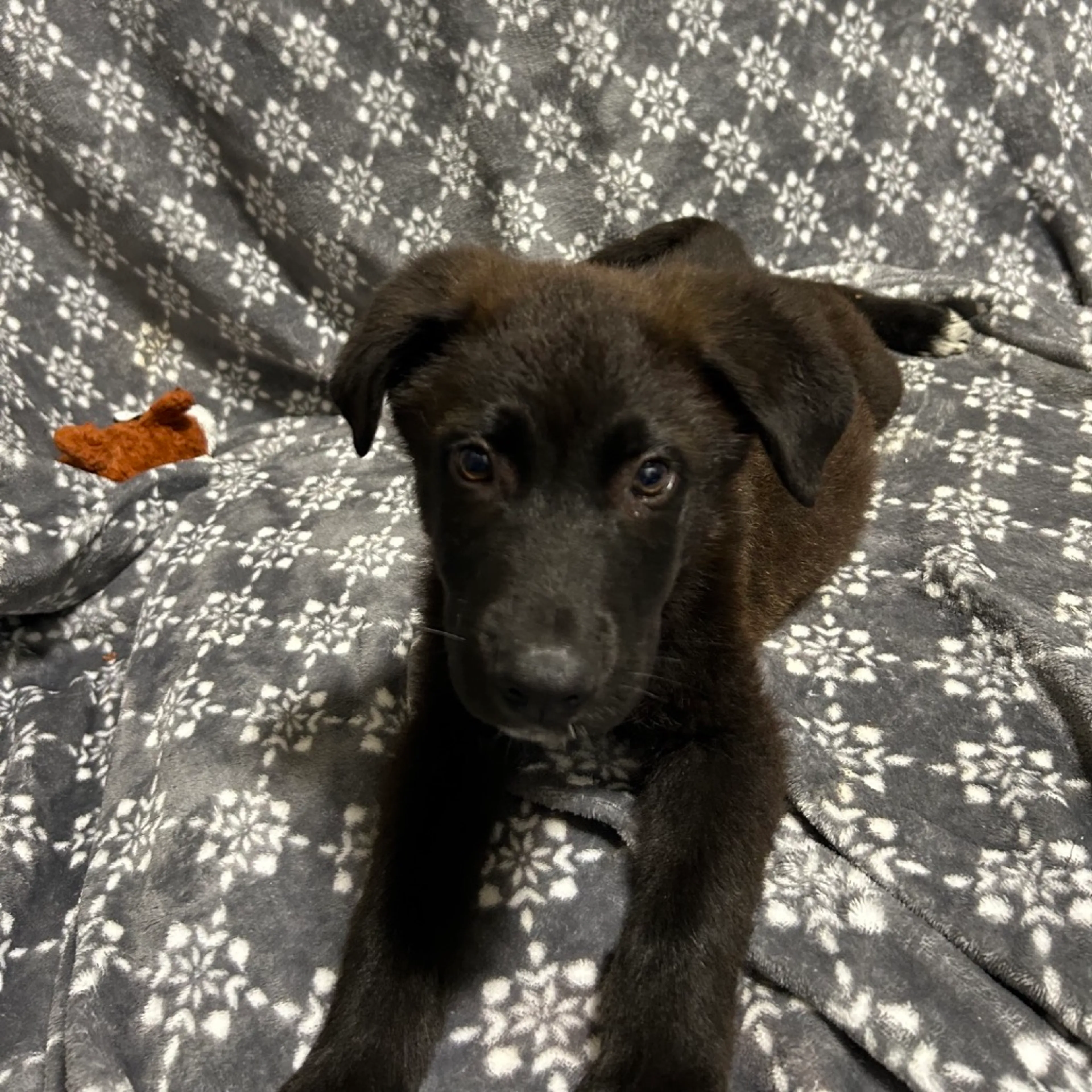 Found pet-2