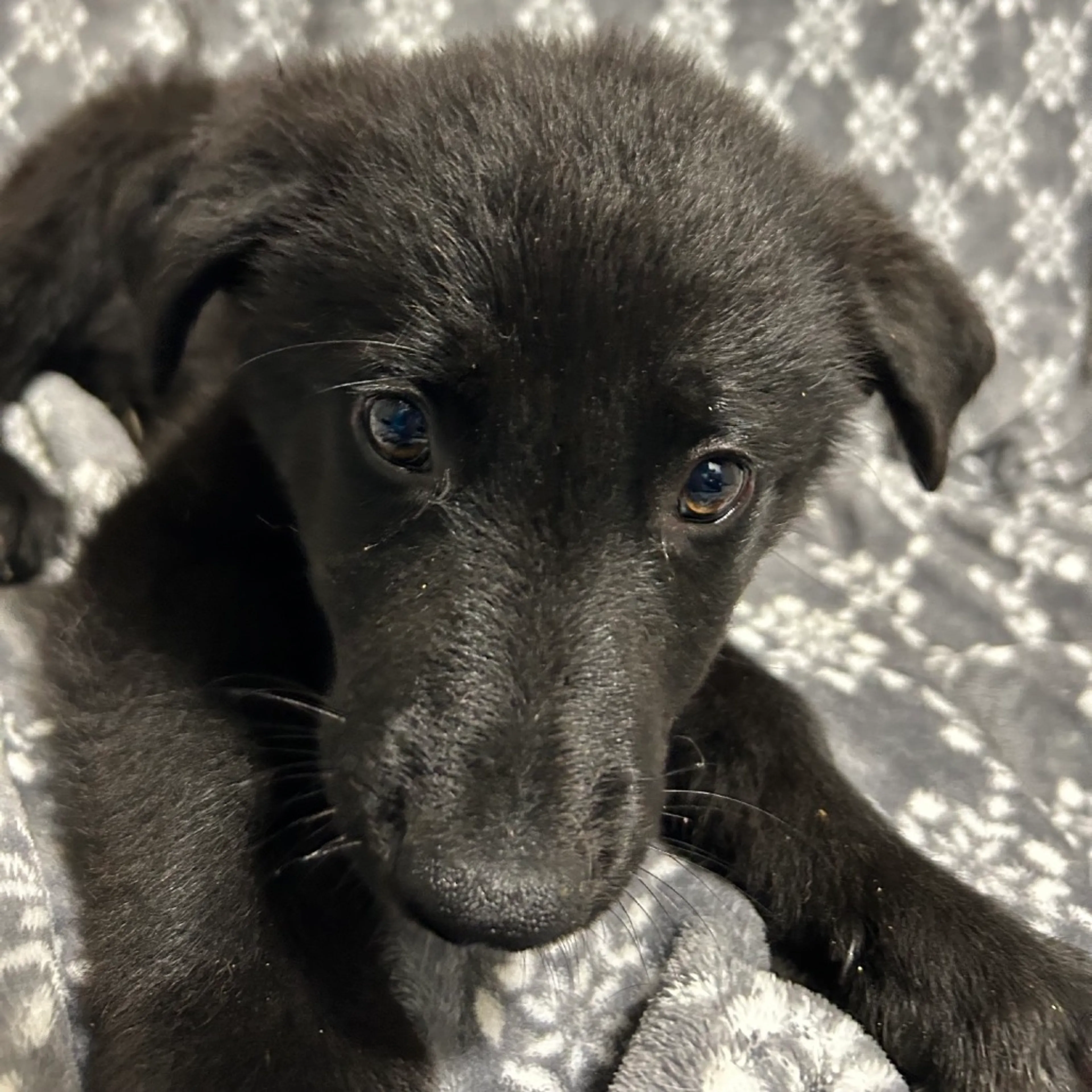Found pet-2