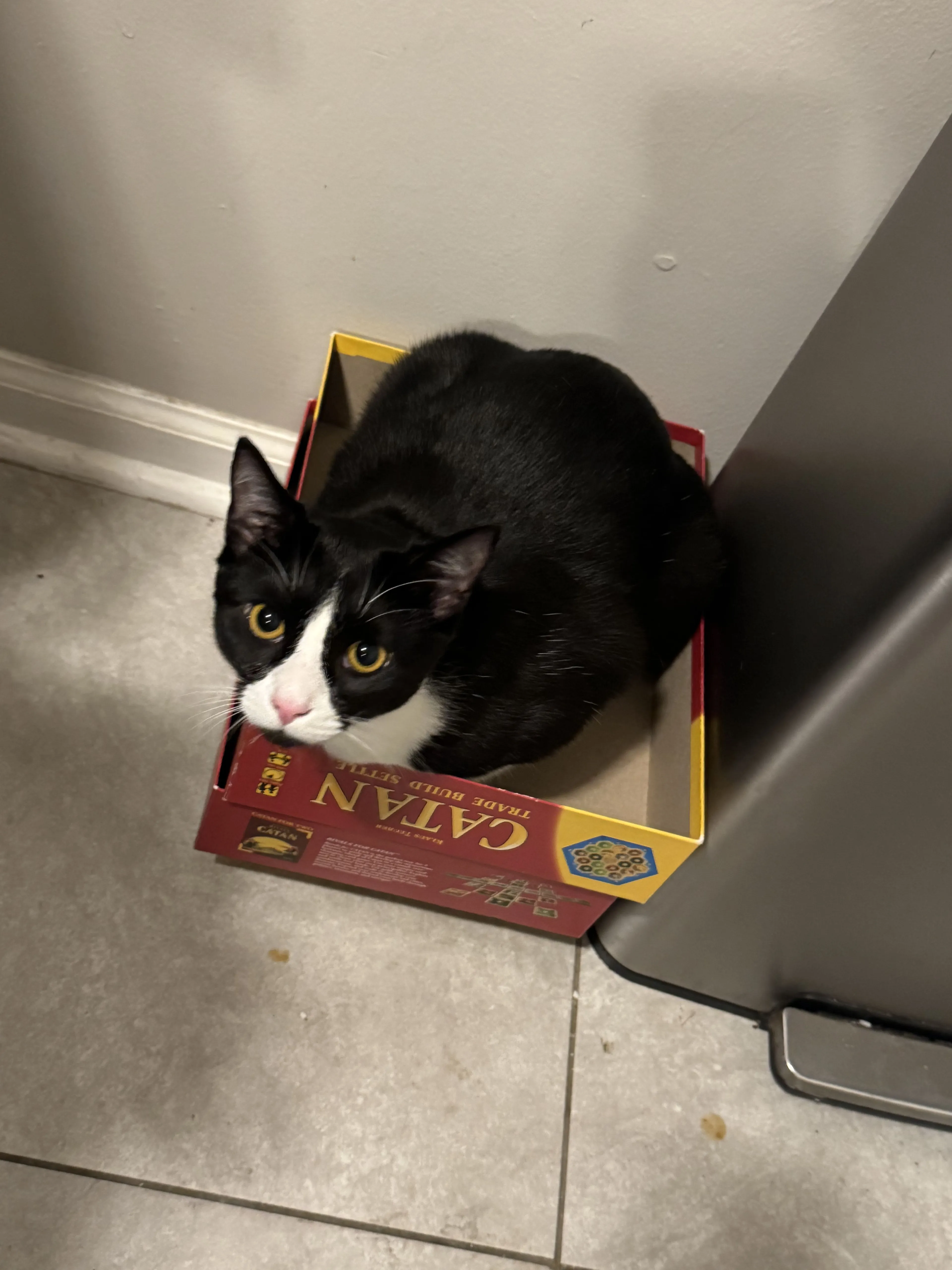 Lost pet