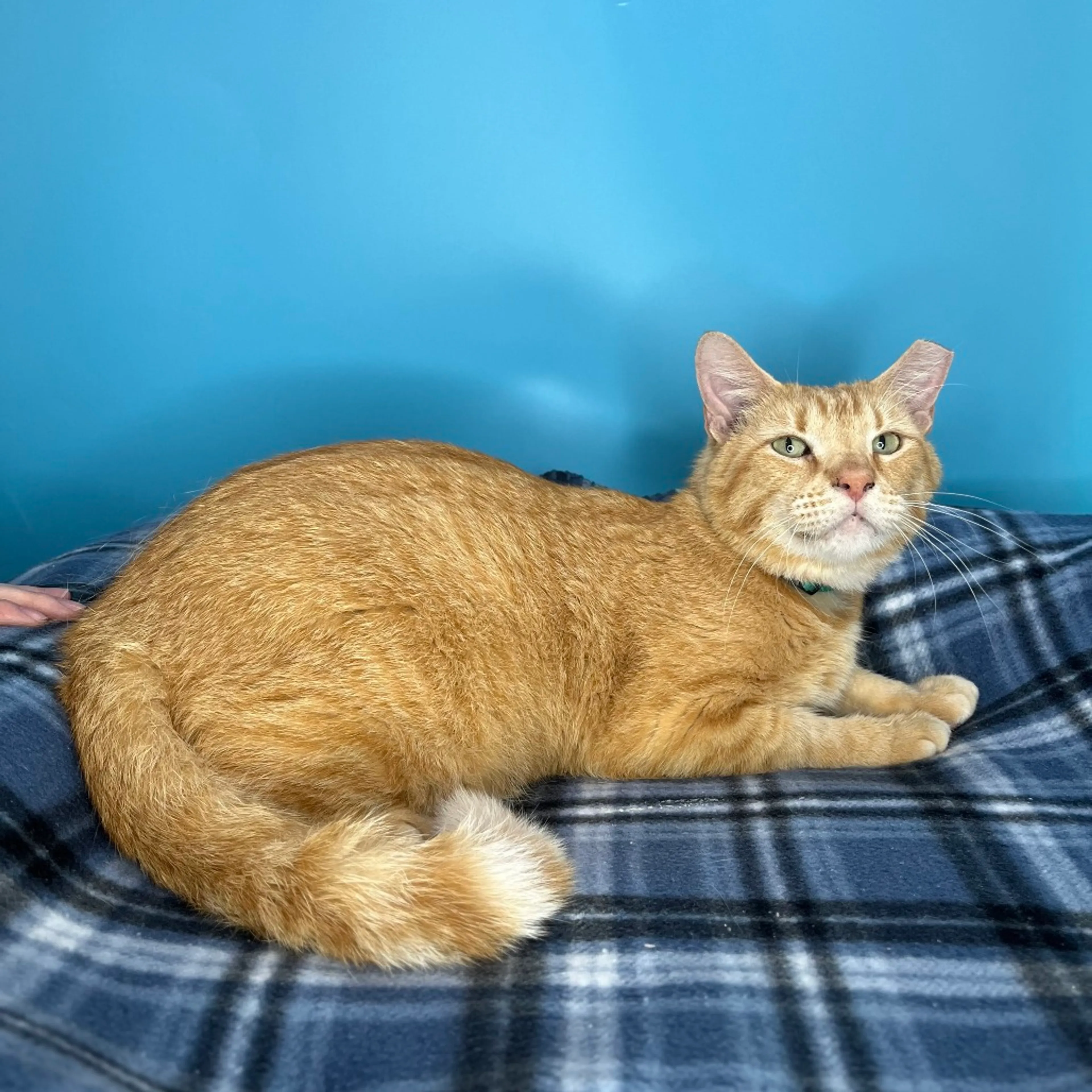 Found pet-2