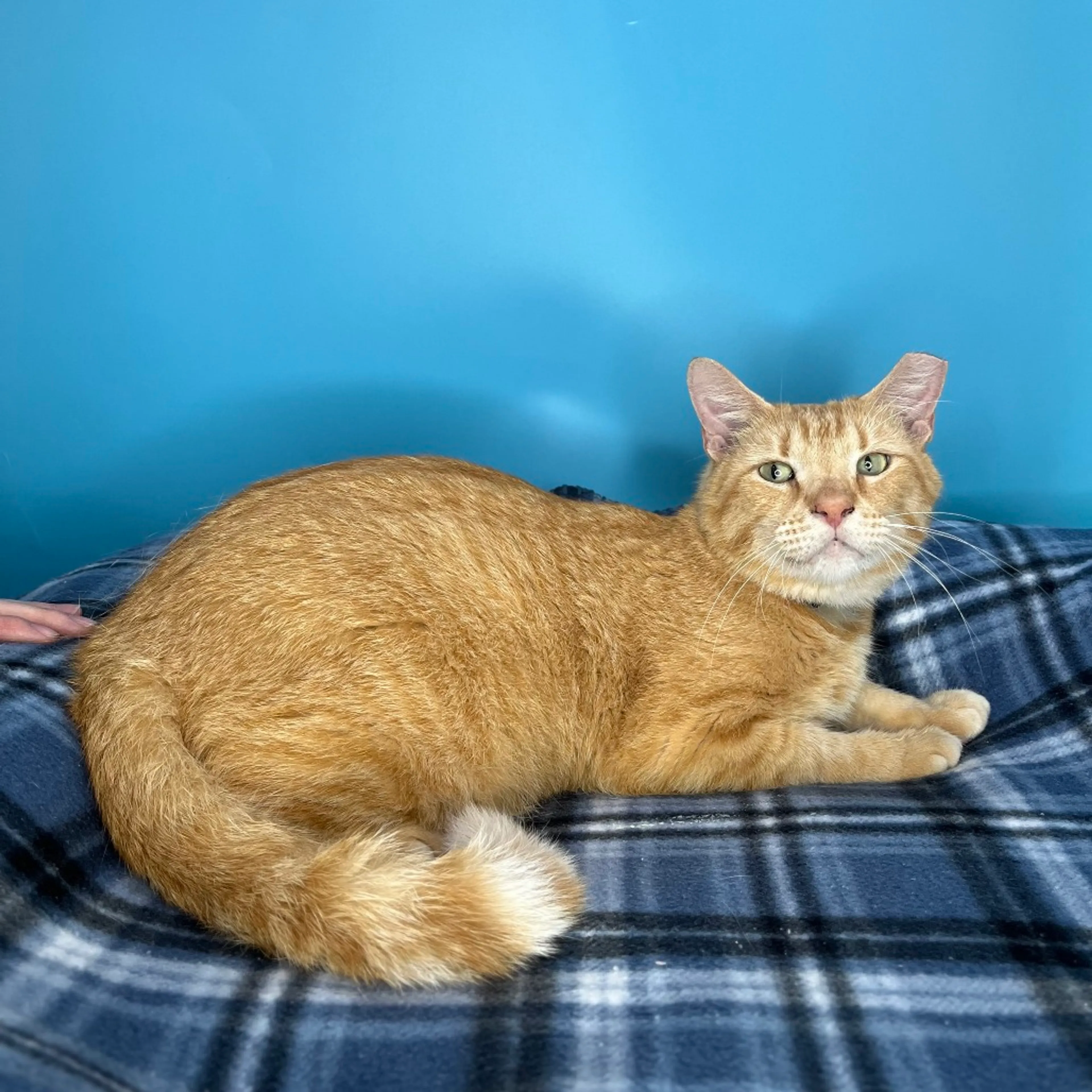 Found pet-1