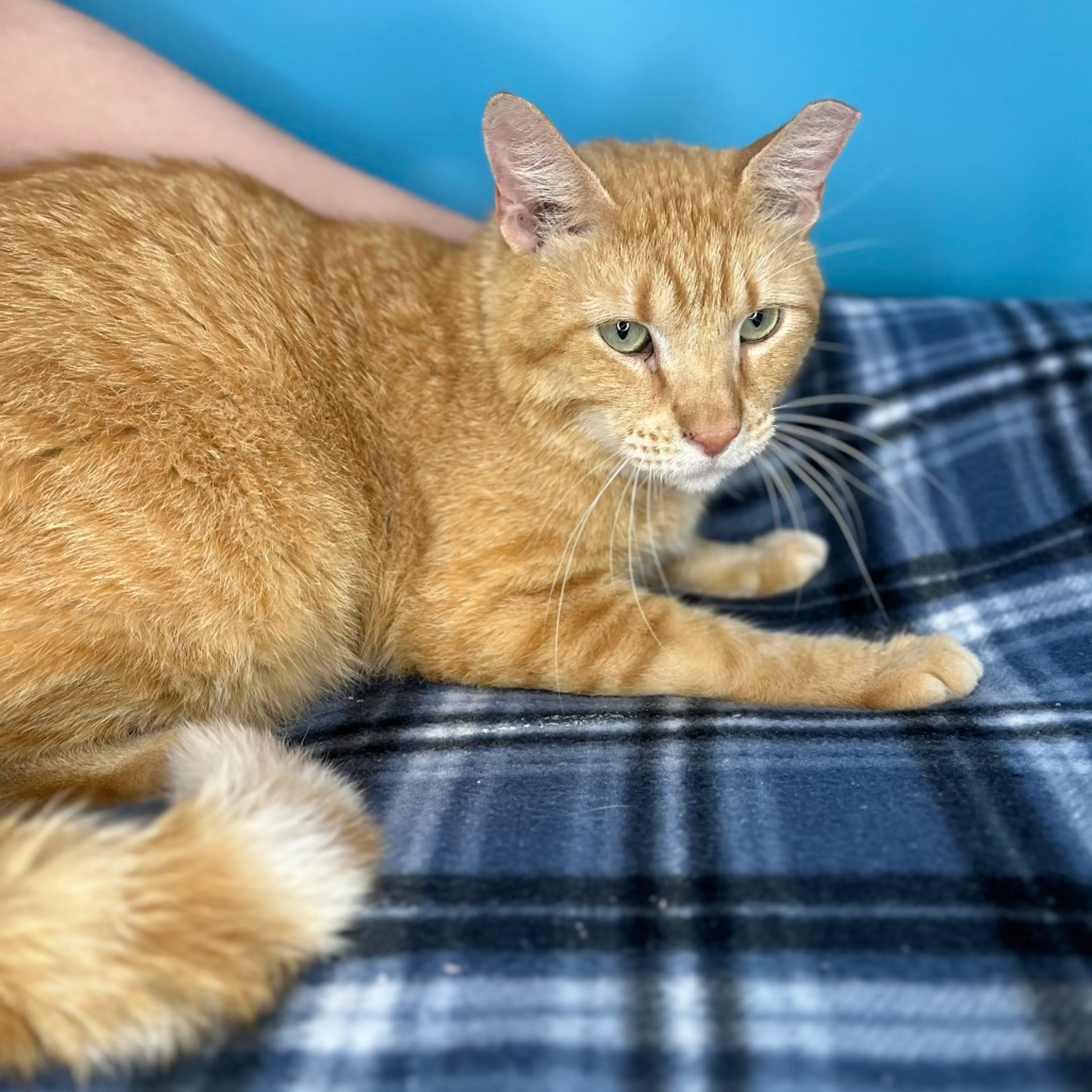 Found pet-8