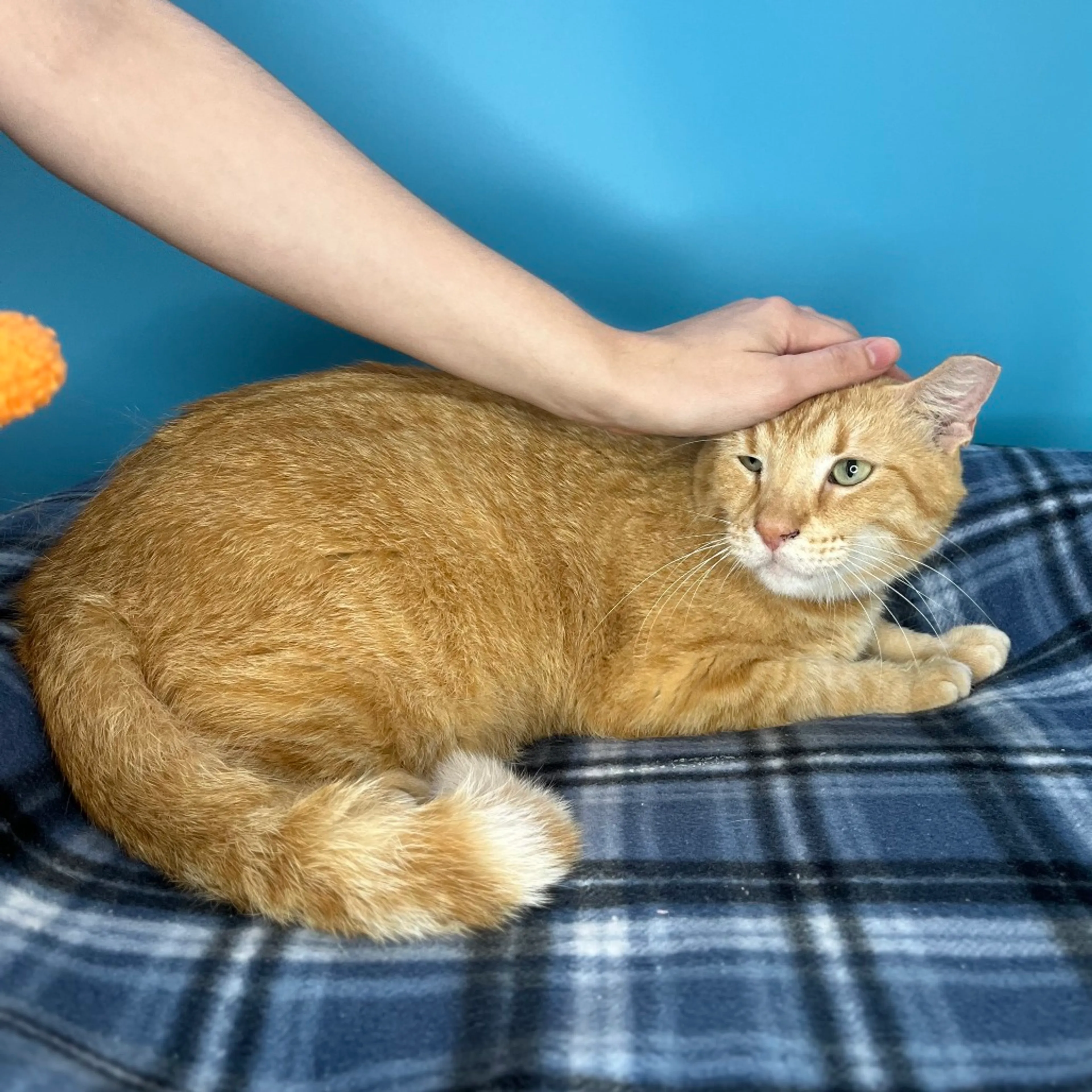 Found pet-3