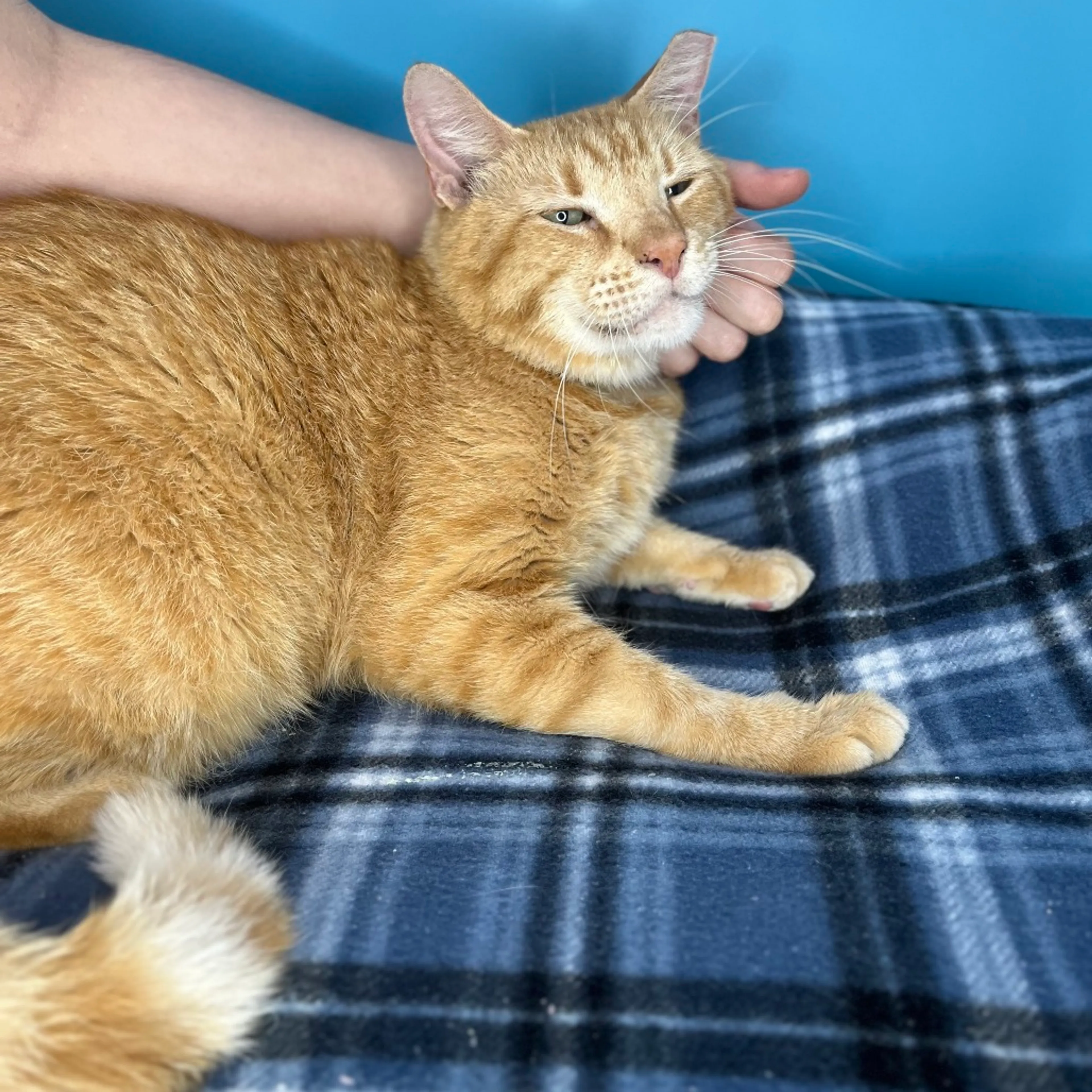 Found pet-7