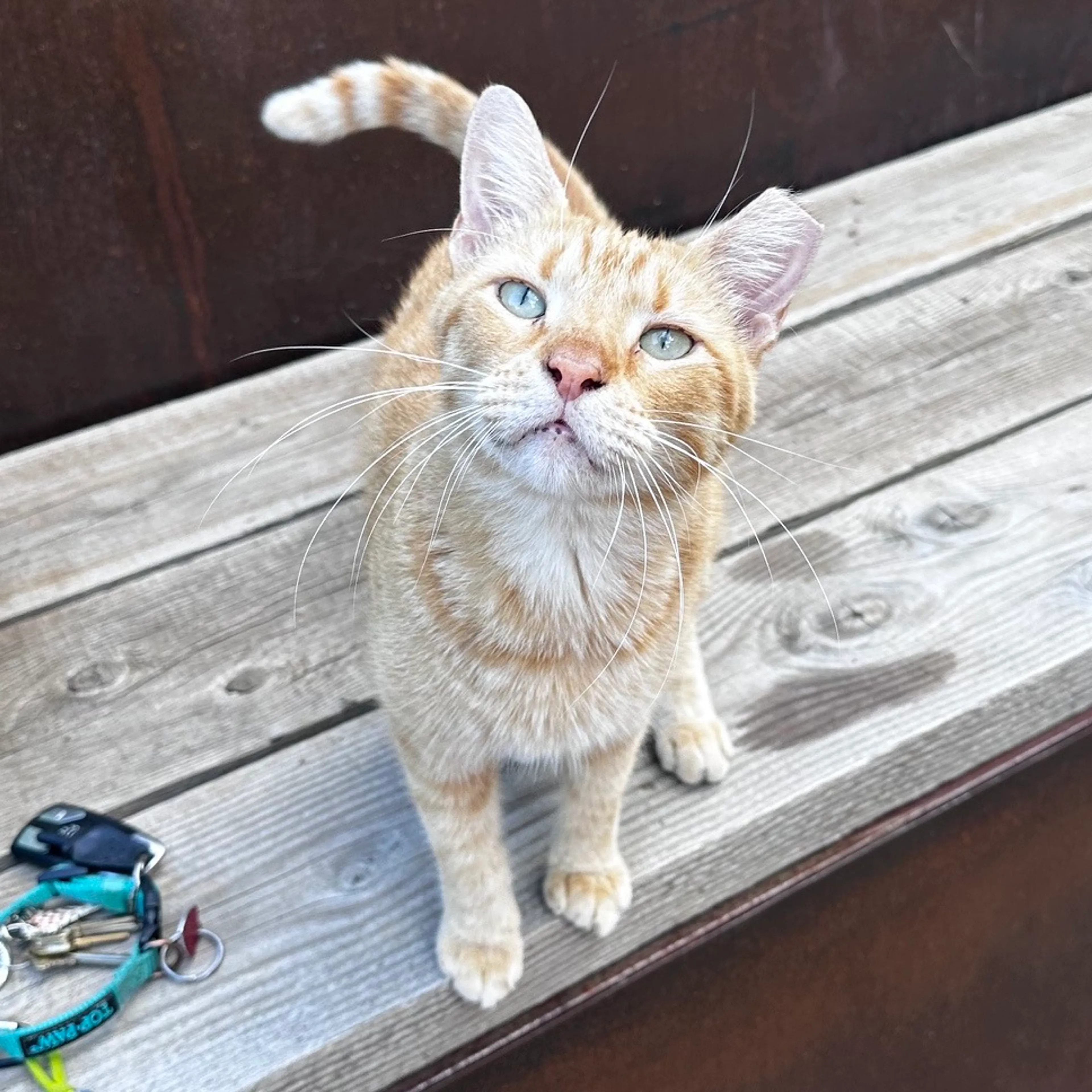 Found pet-0