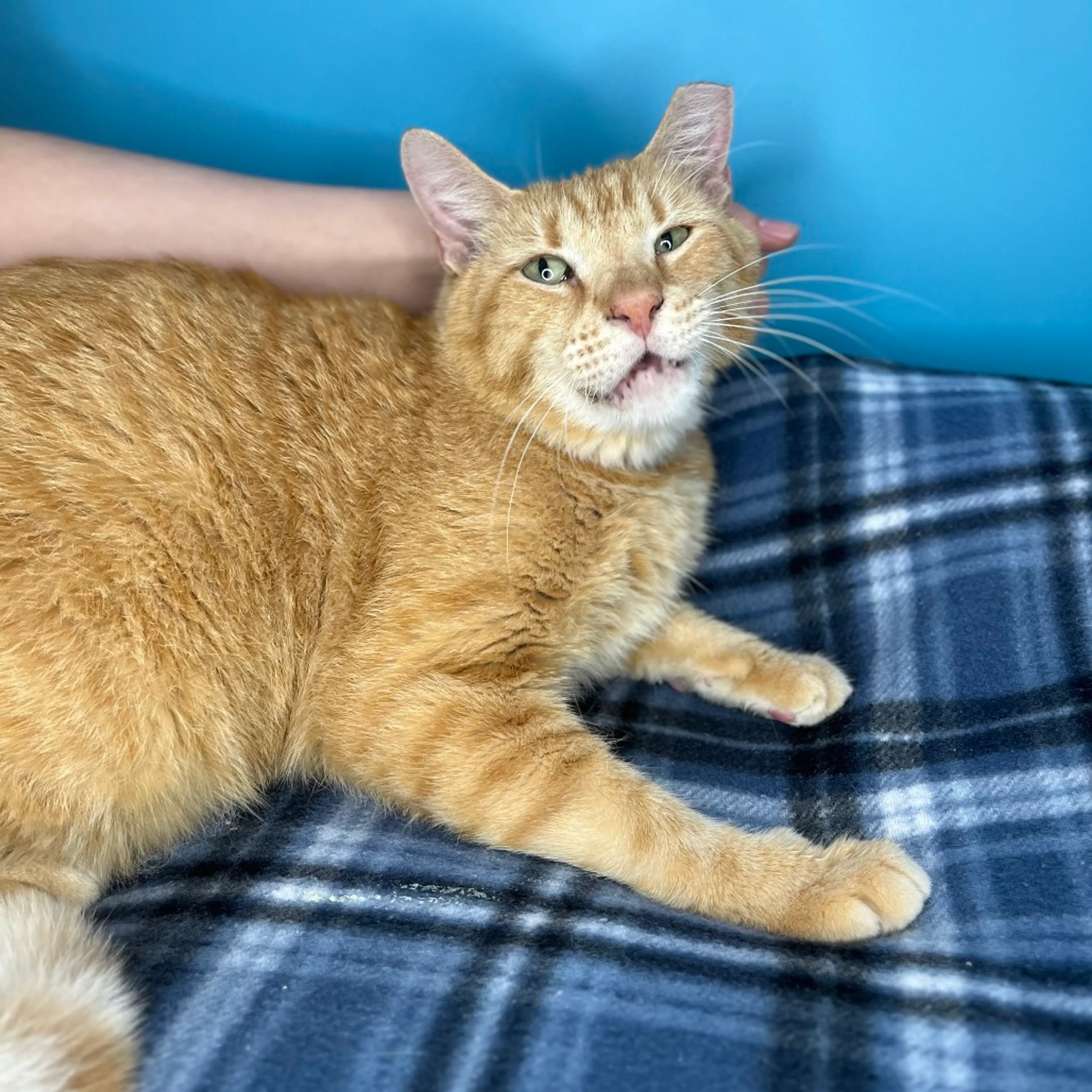 Found pet-6
