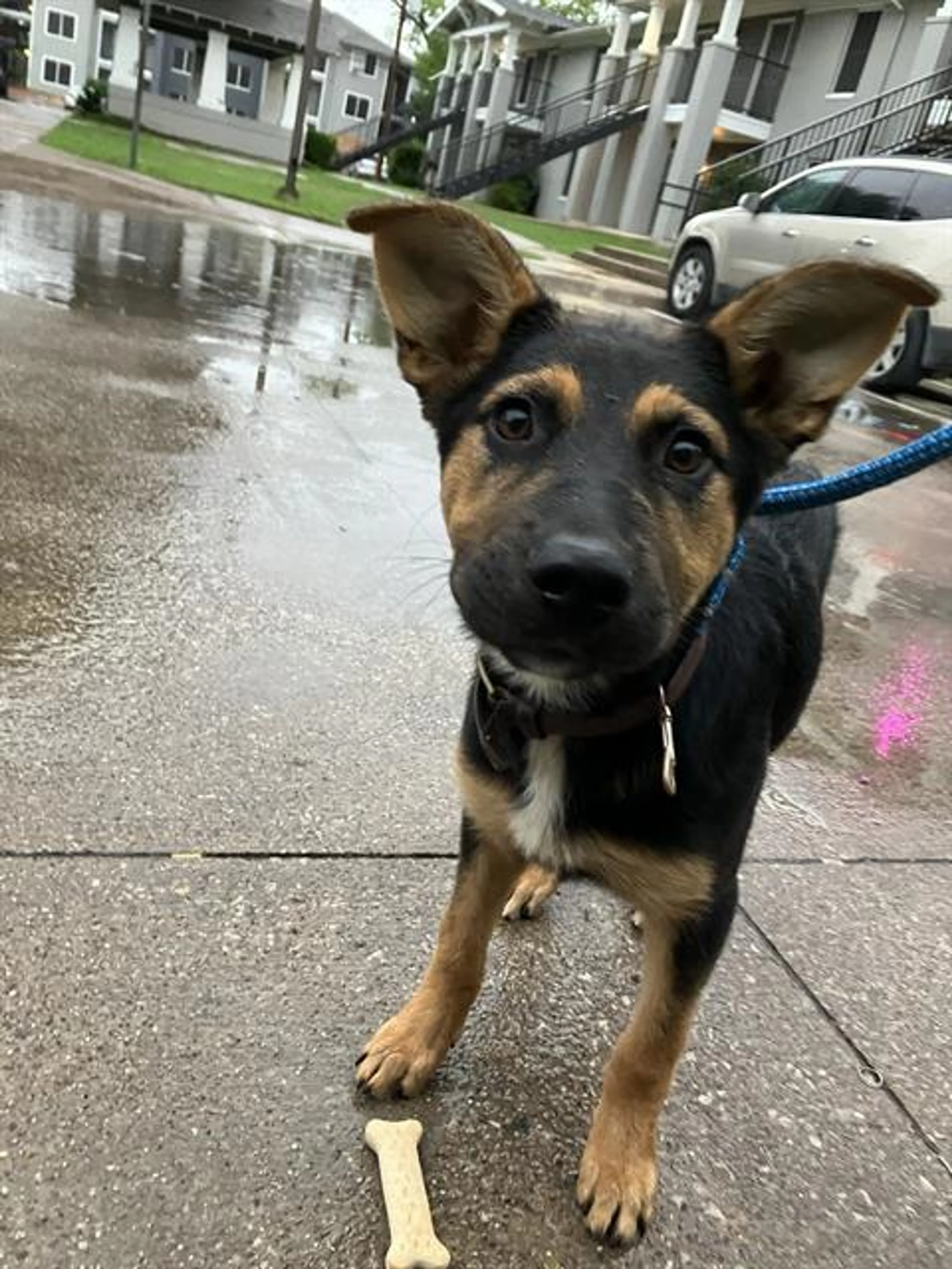 Found pet