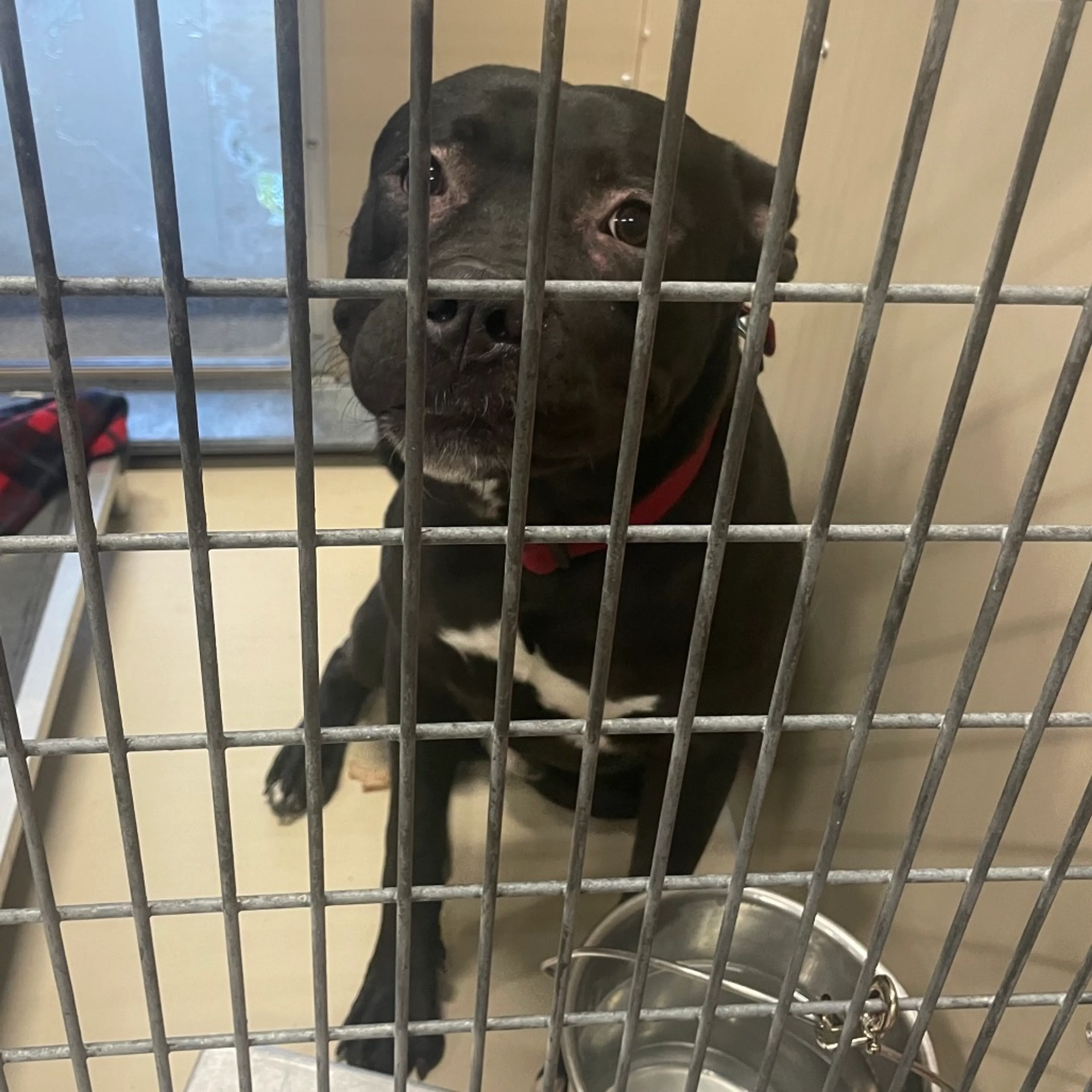 Found pet-1