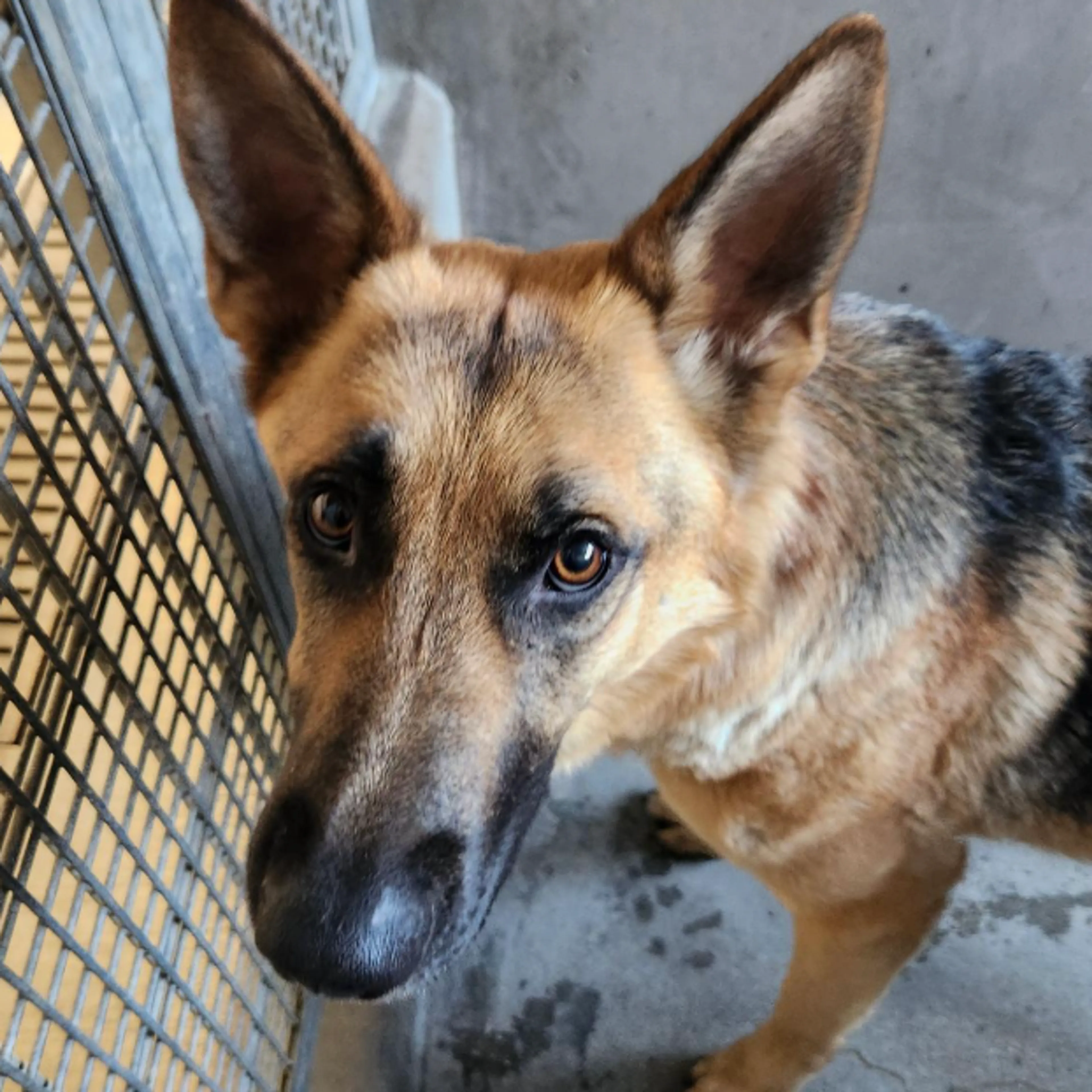 Found pet-1