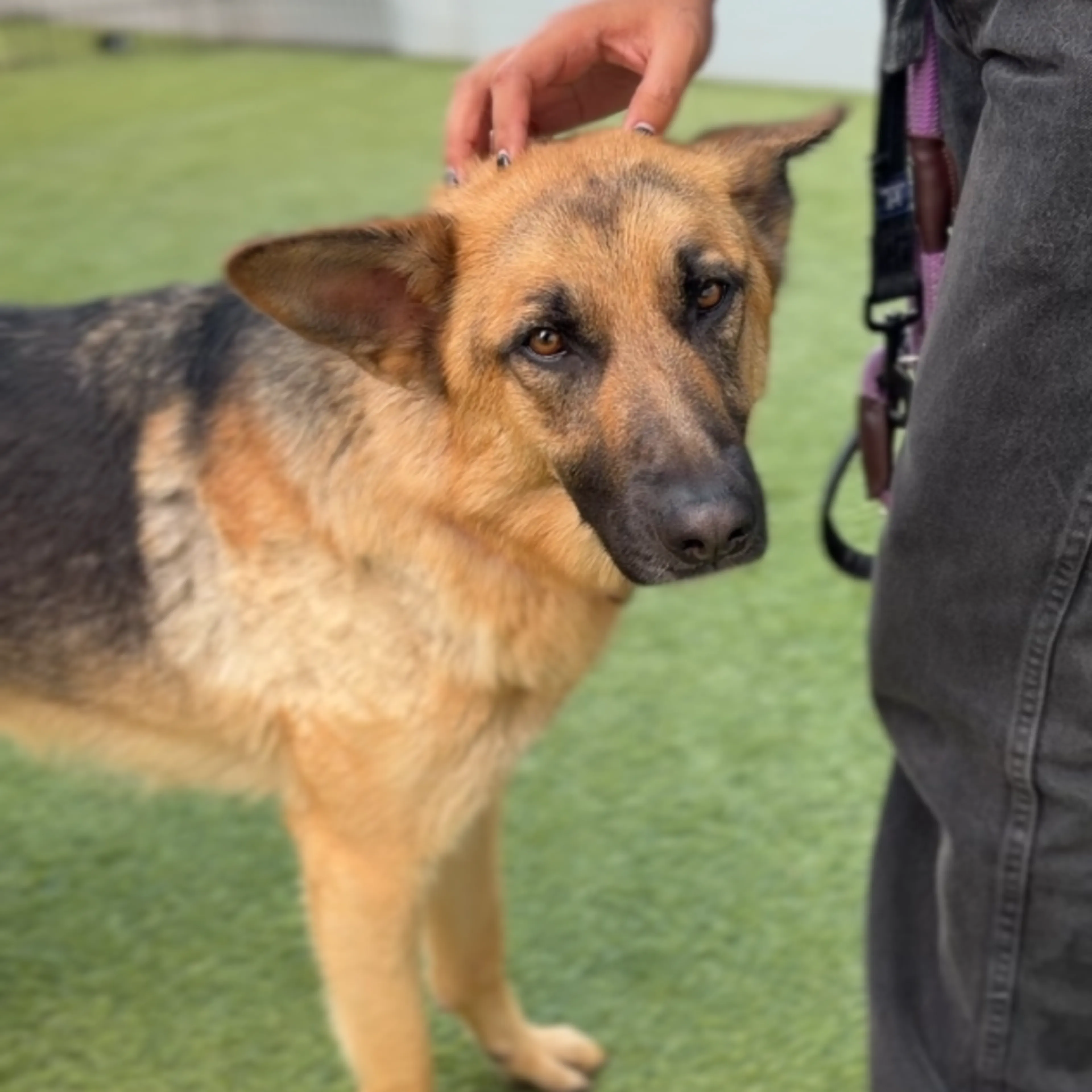 Found pet-4