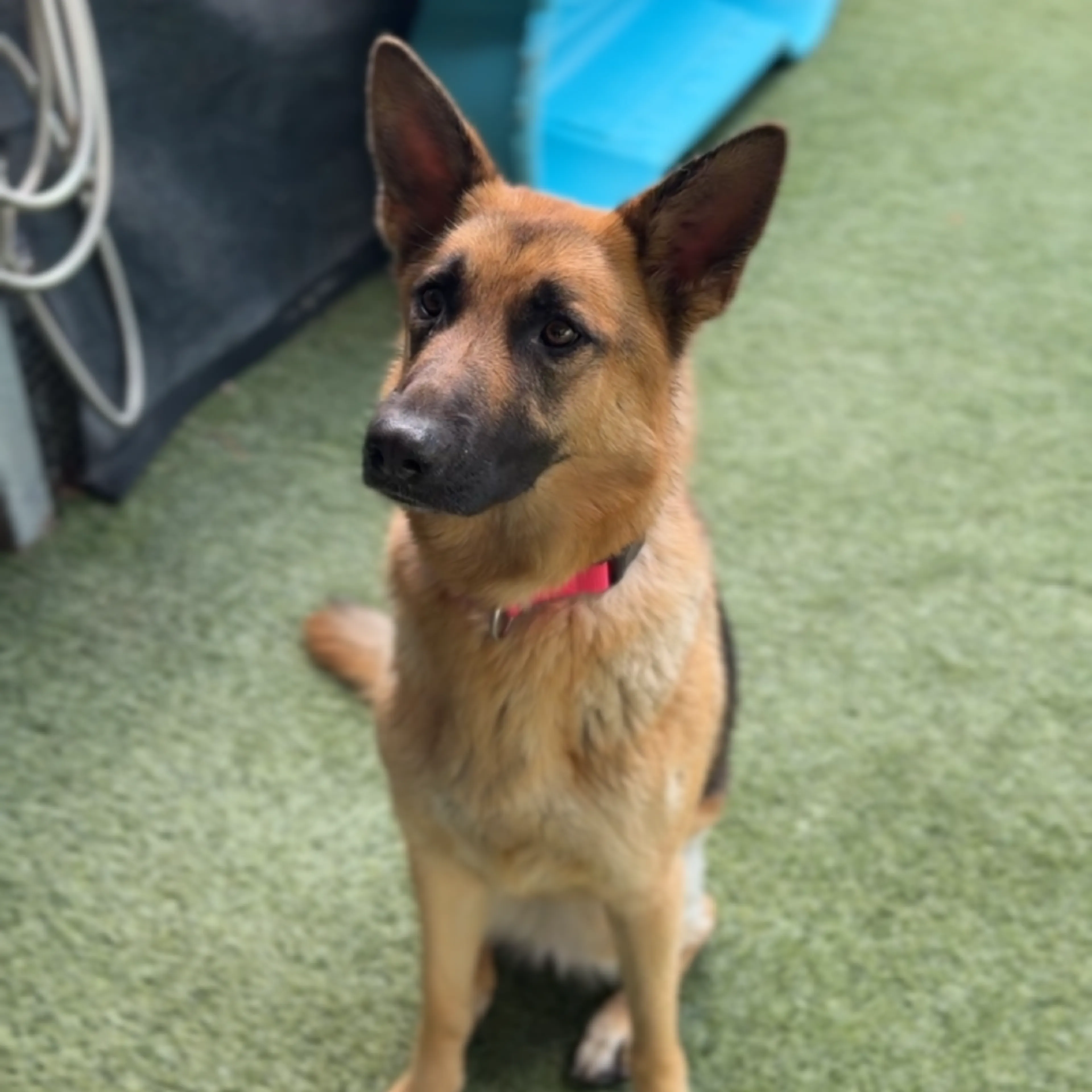 Found pet-5