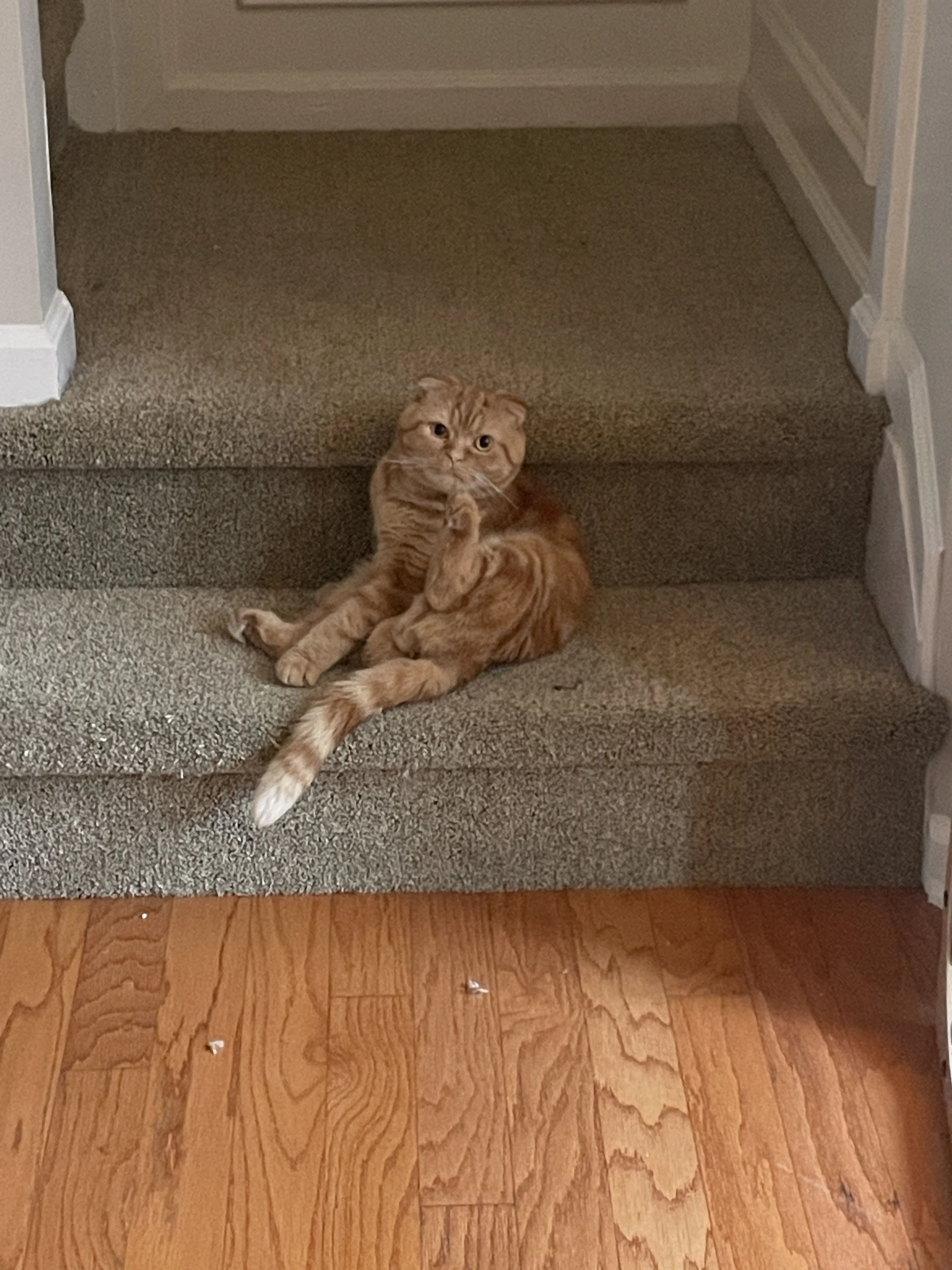 Lost pet