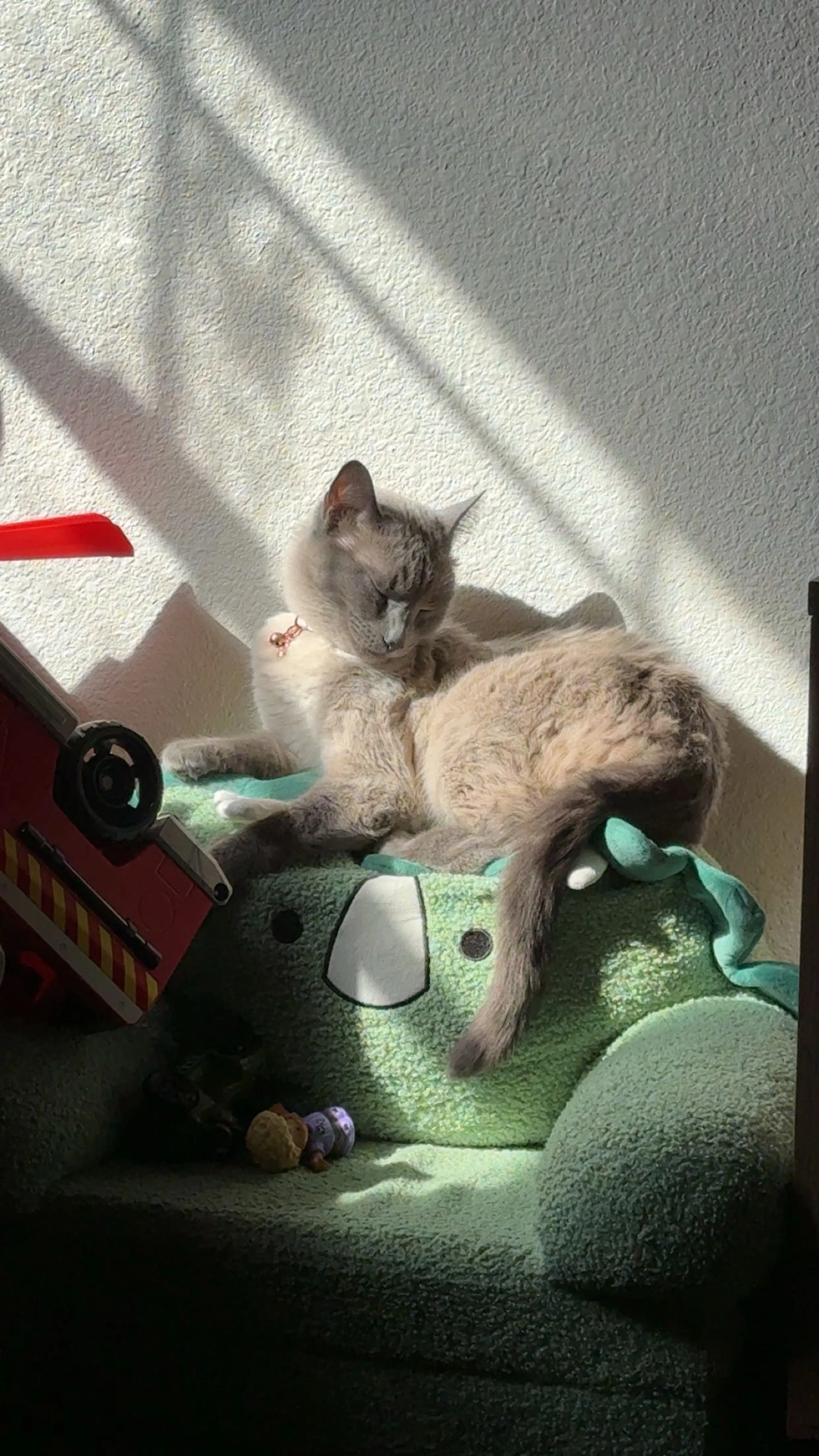 Lost pet-1
