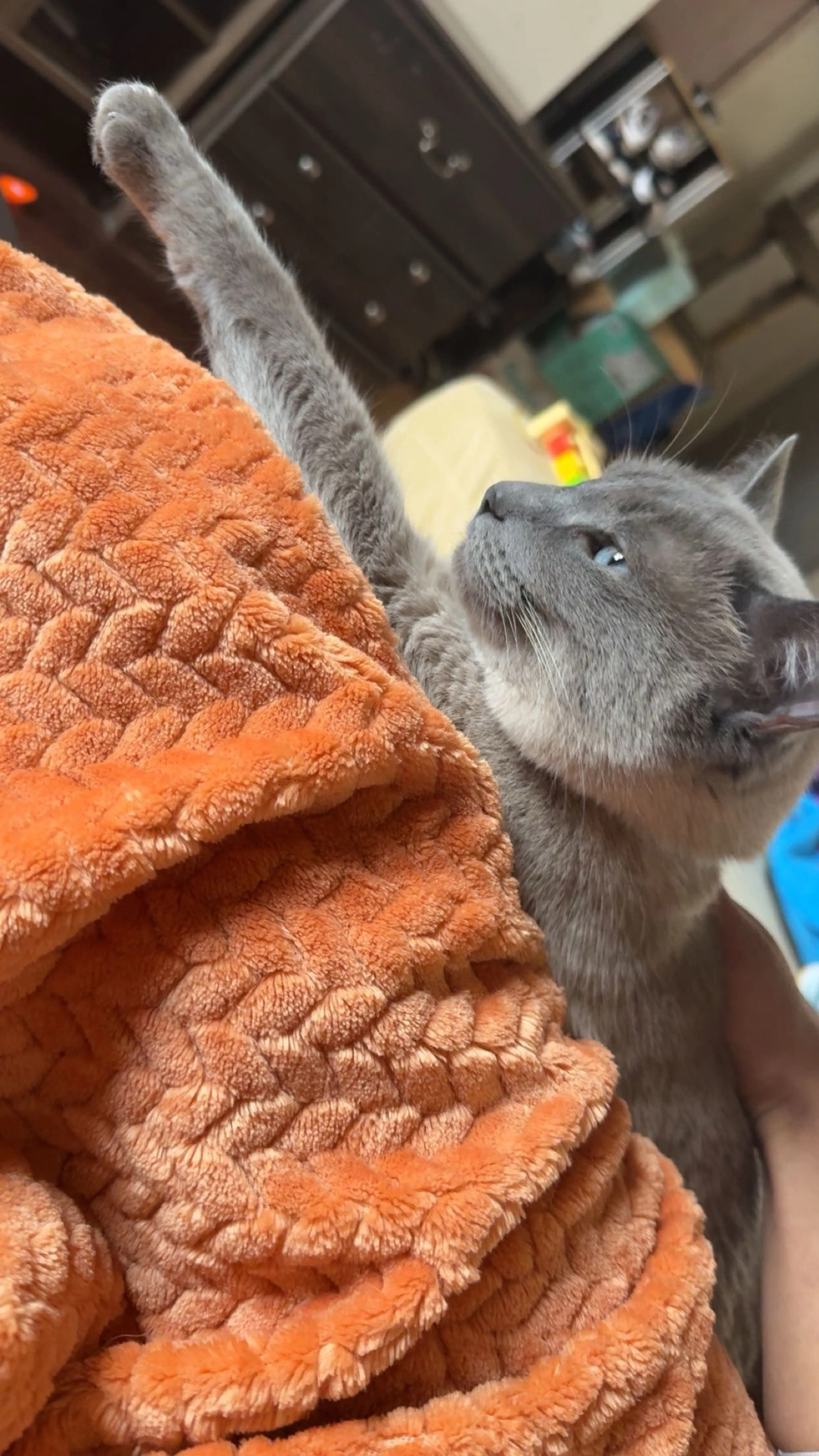 Lost pet-0