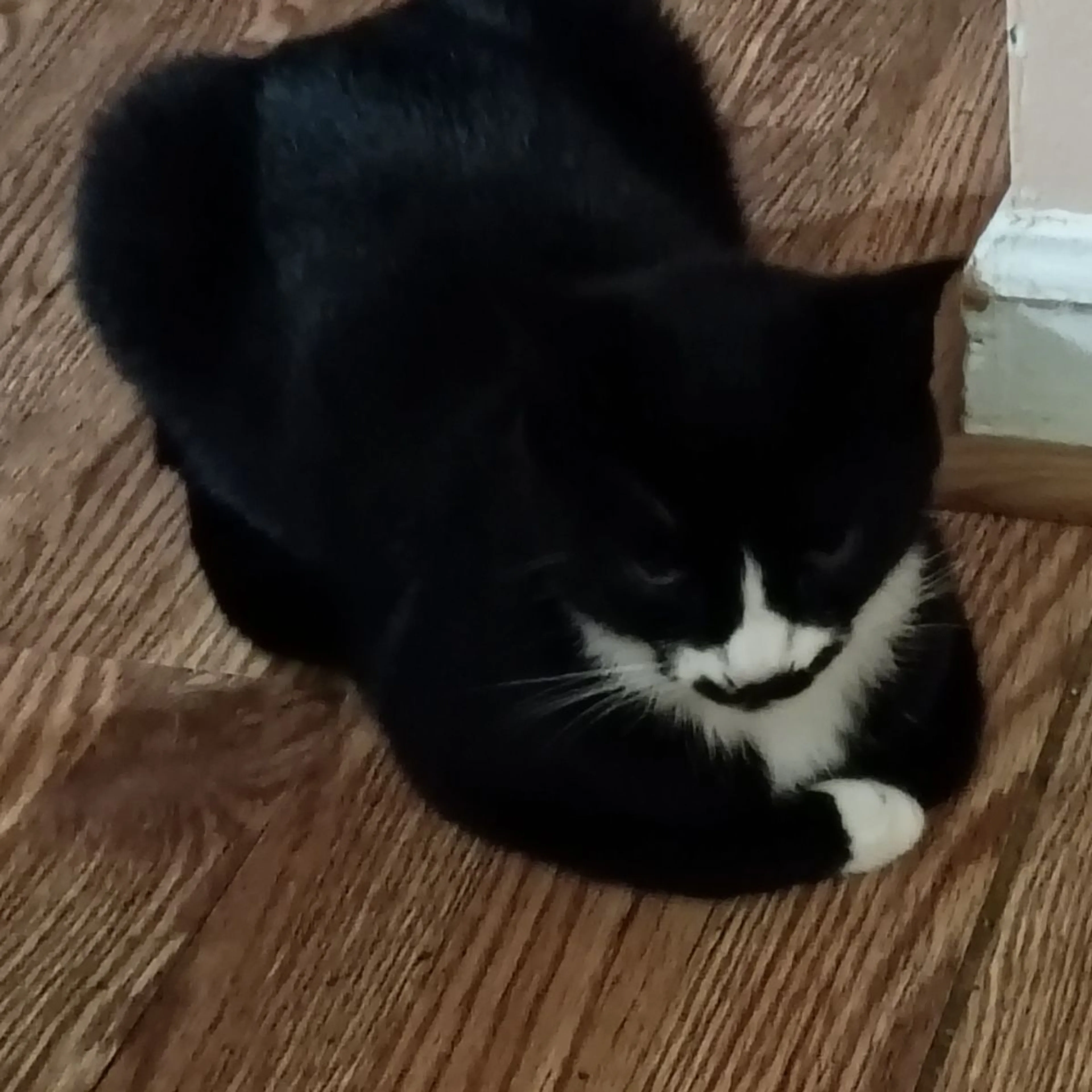 Found pet