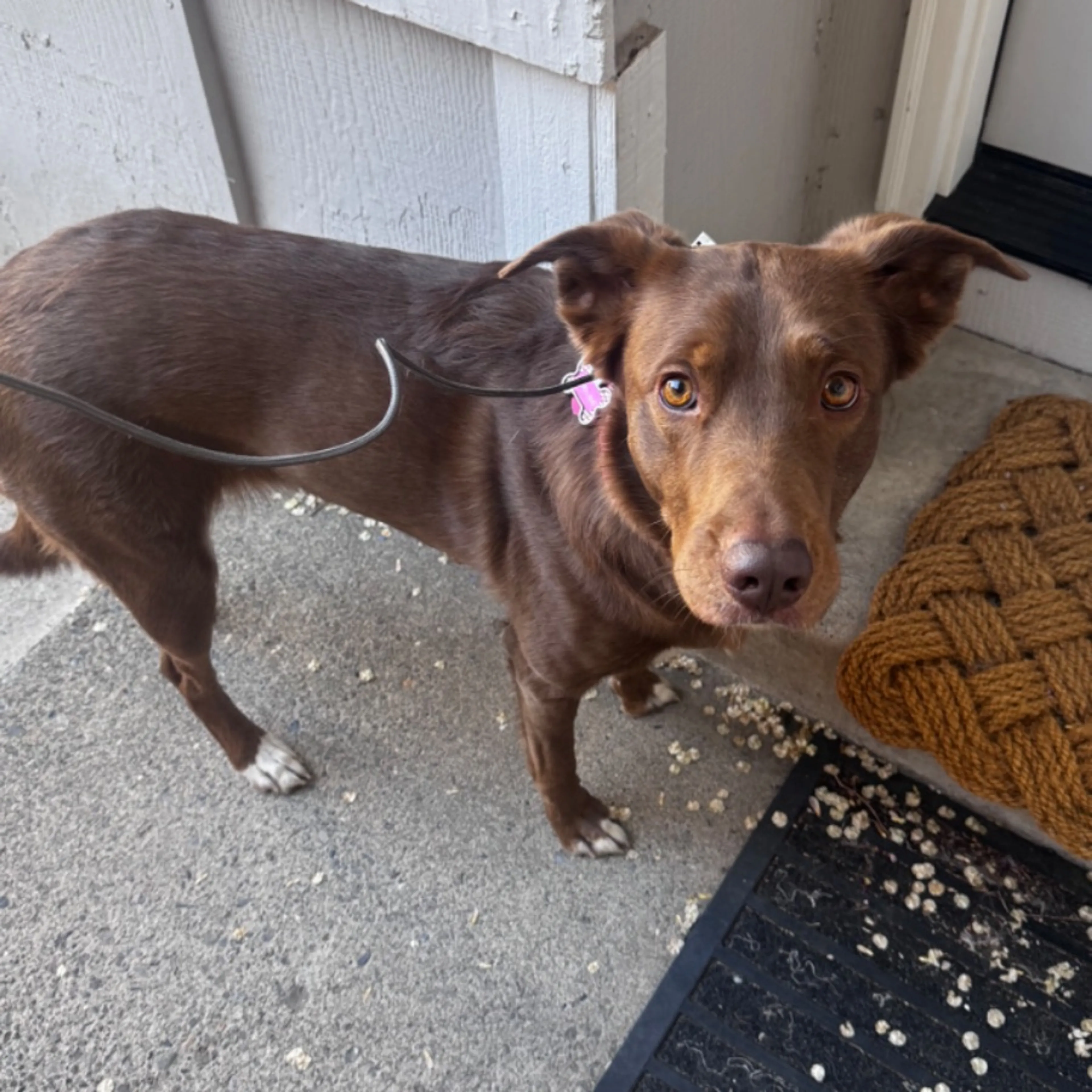 Found pet