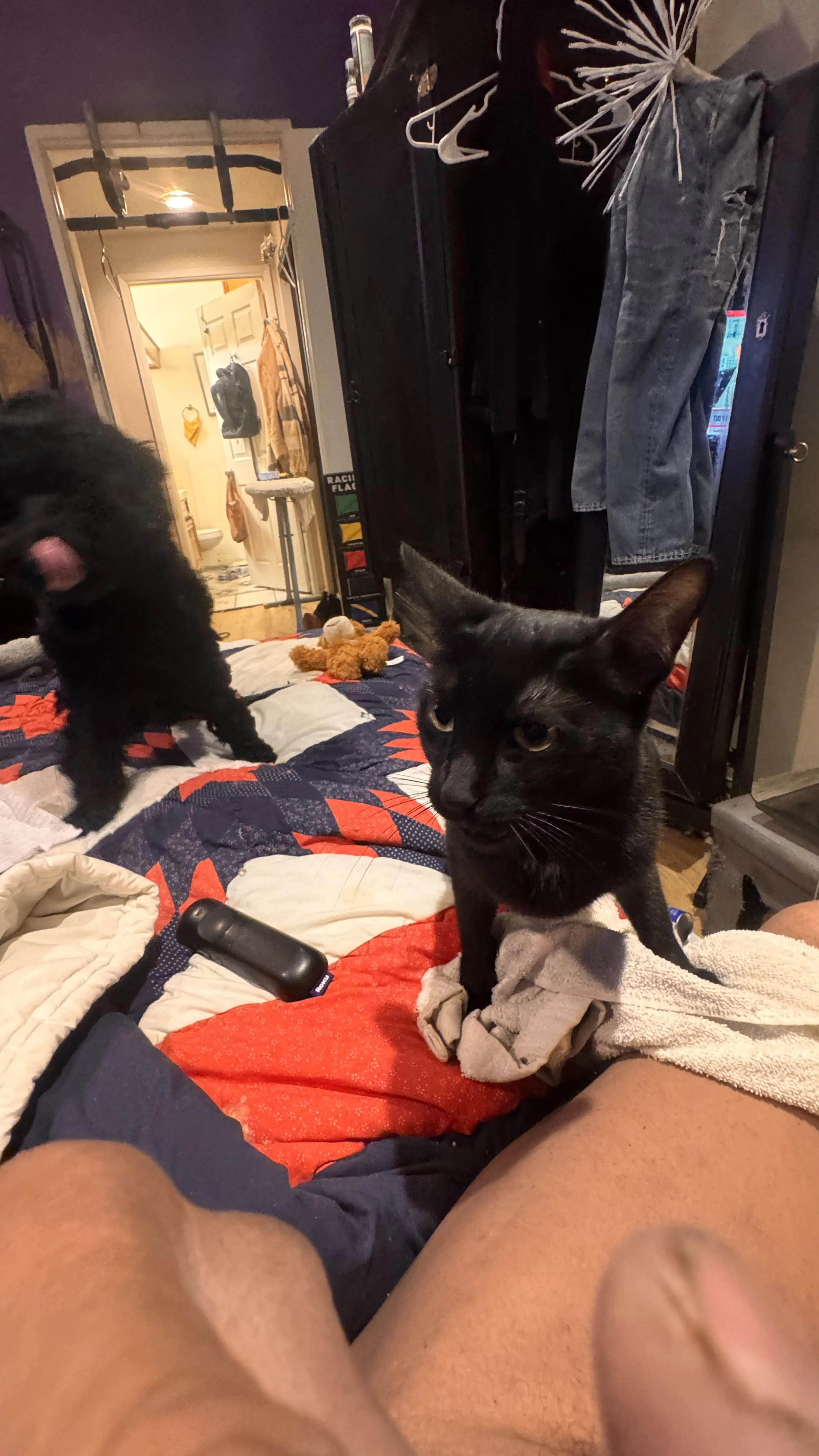 Lost pet-2