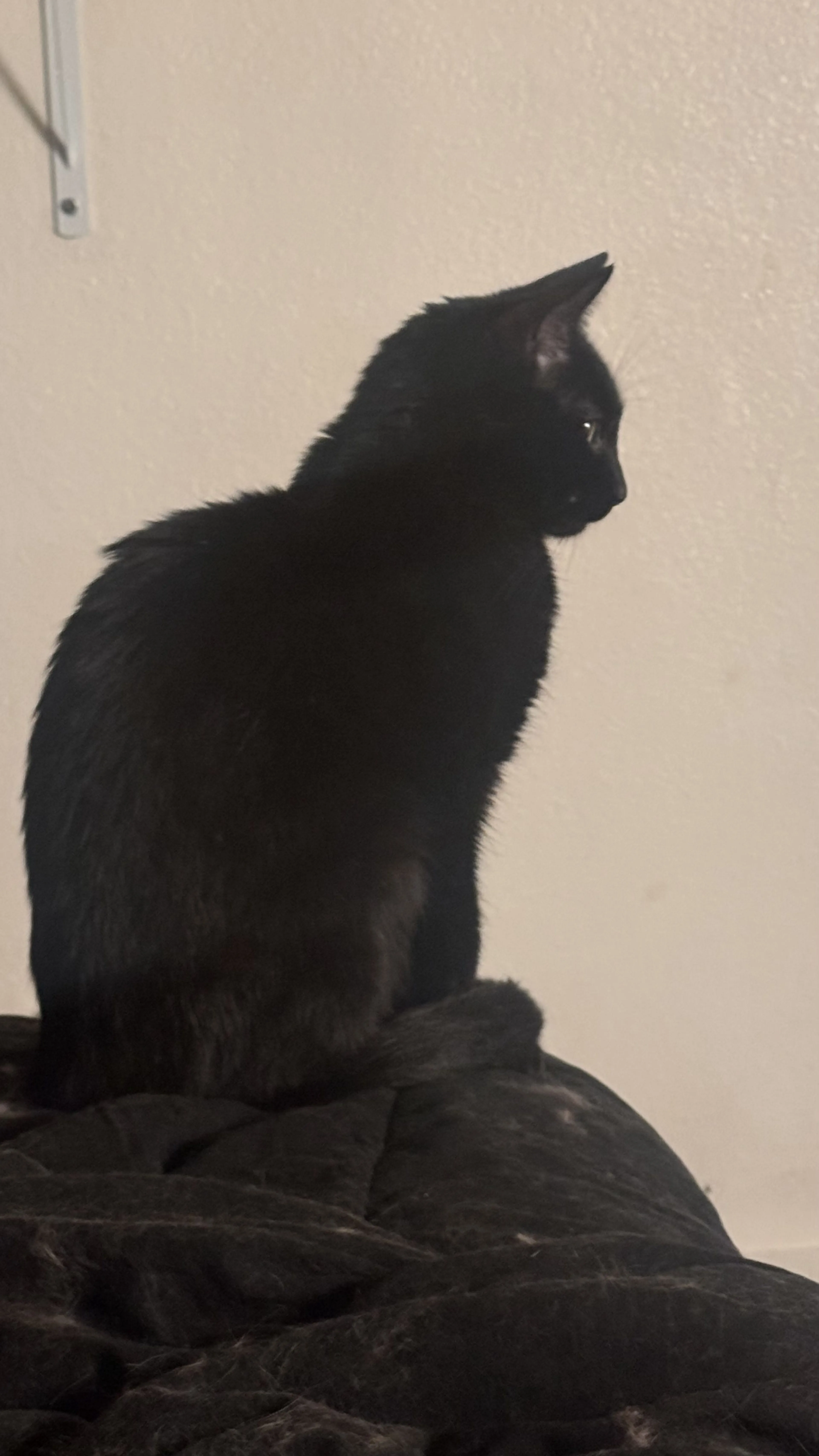 Lost pet-0