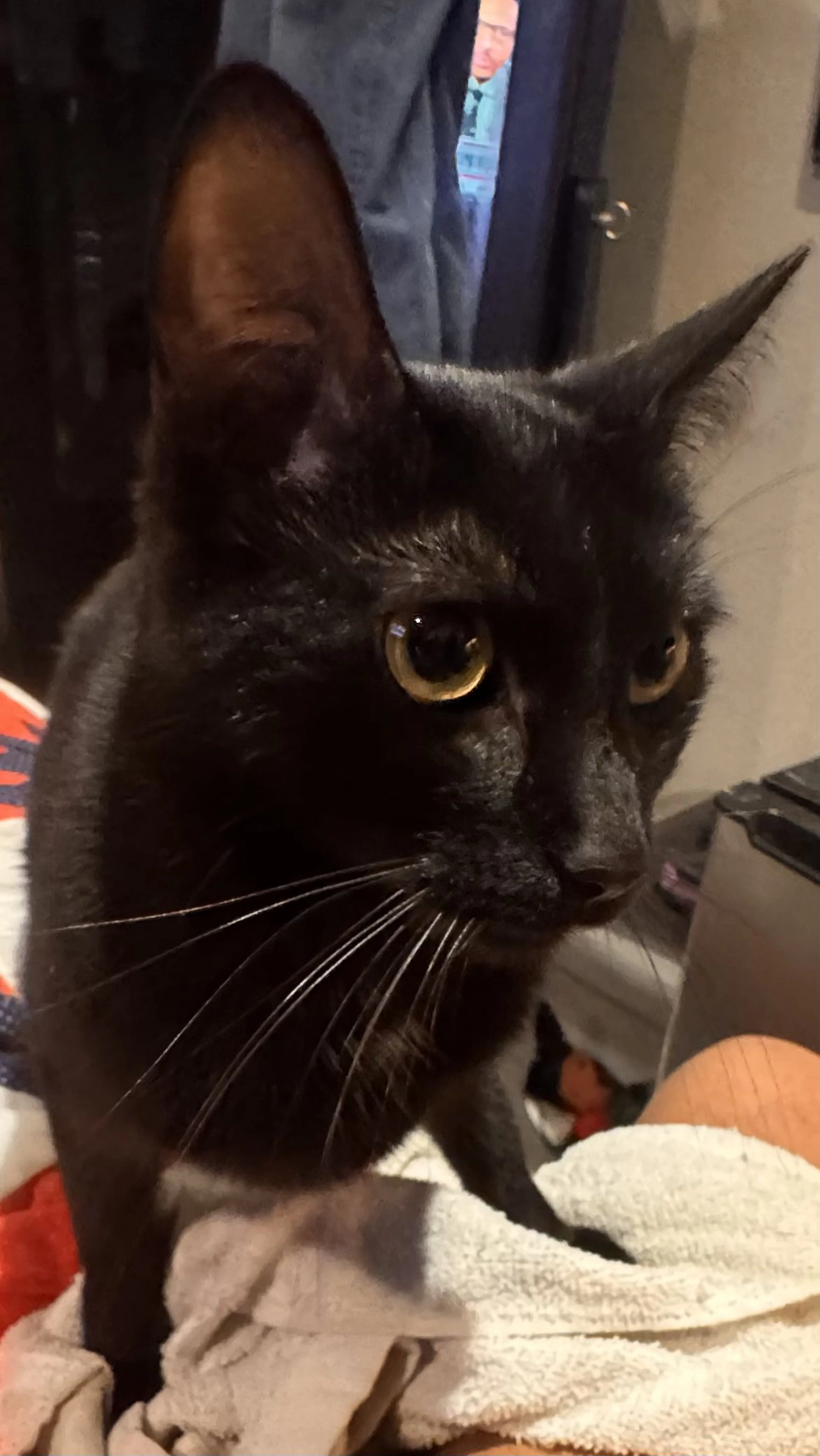 Lost pet-1