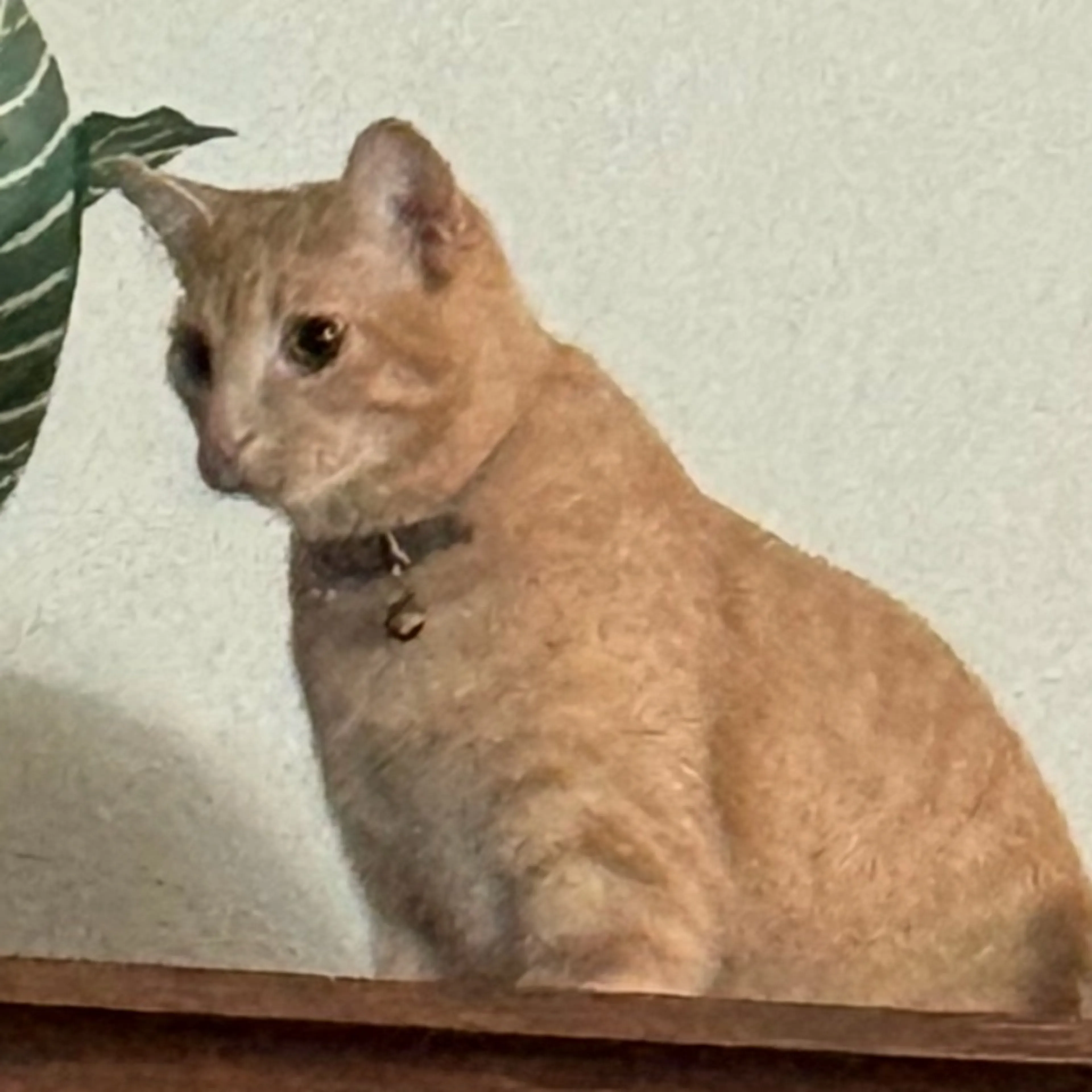 Lost pet