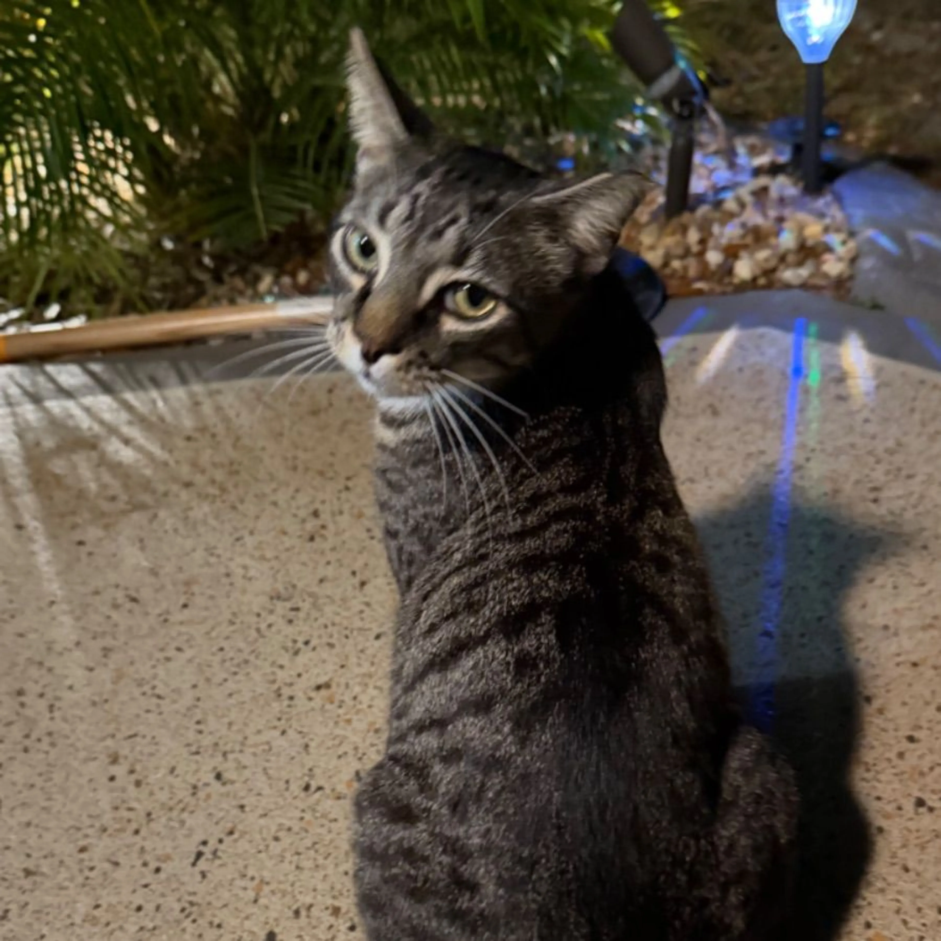 Found pet