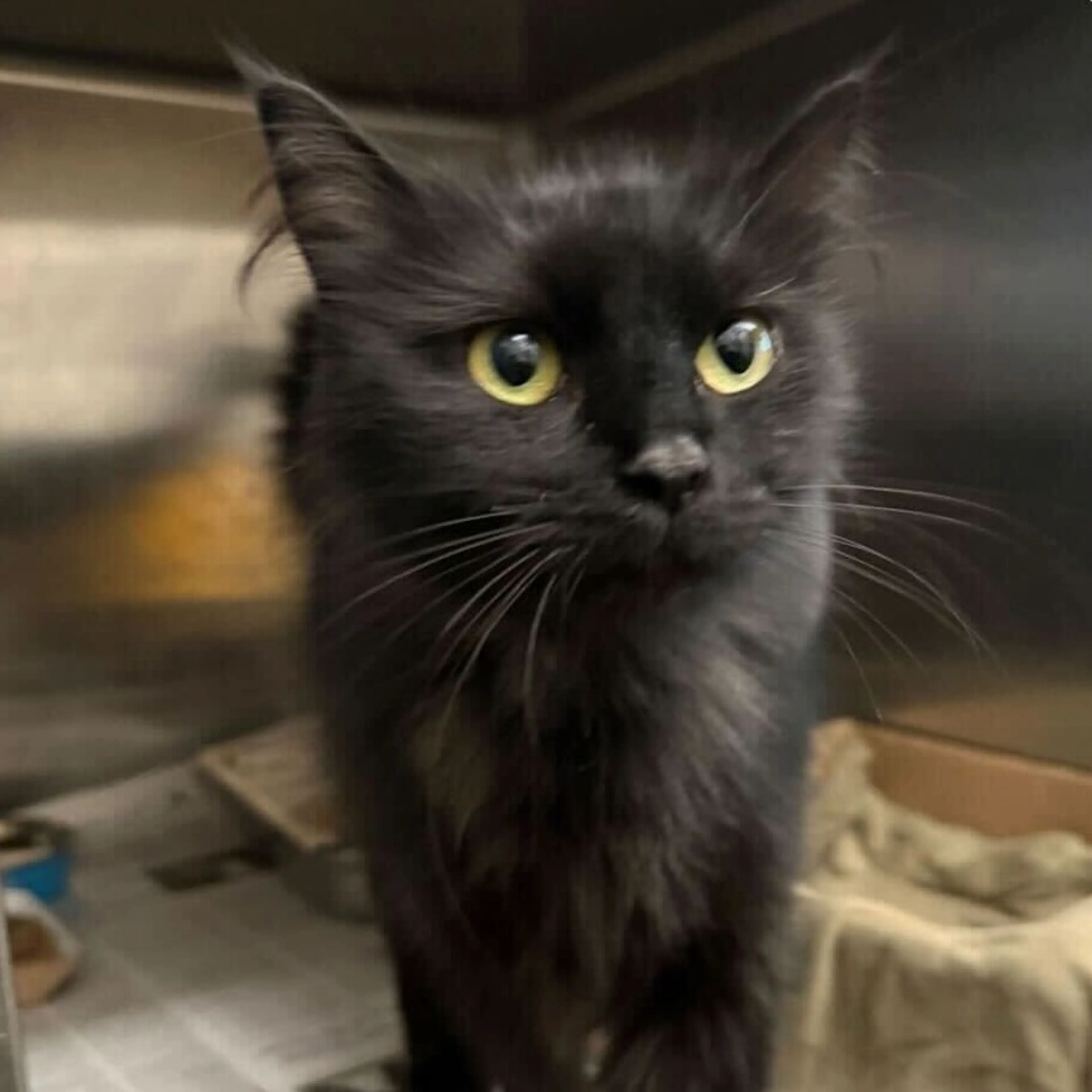 Found pet-1
