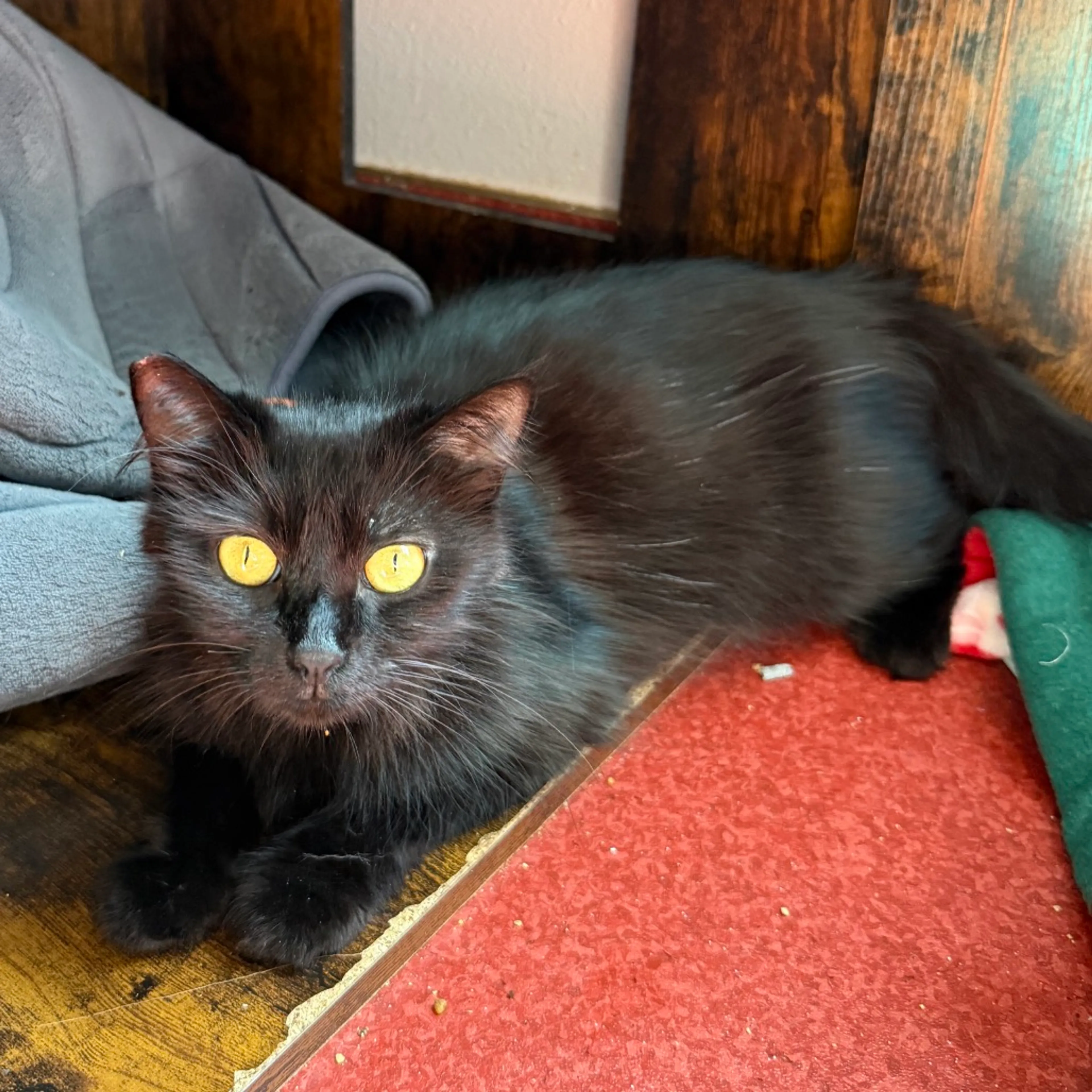 Found pet-0