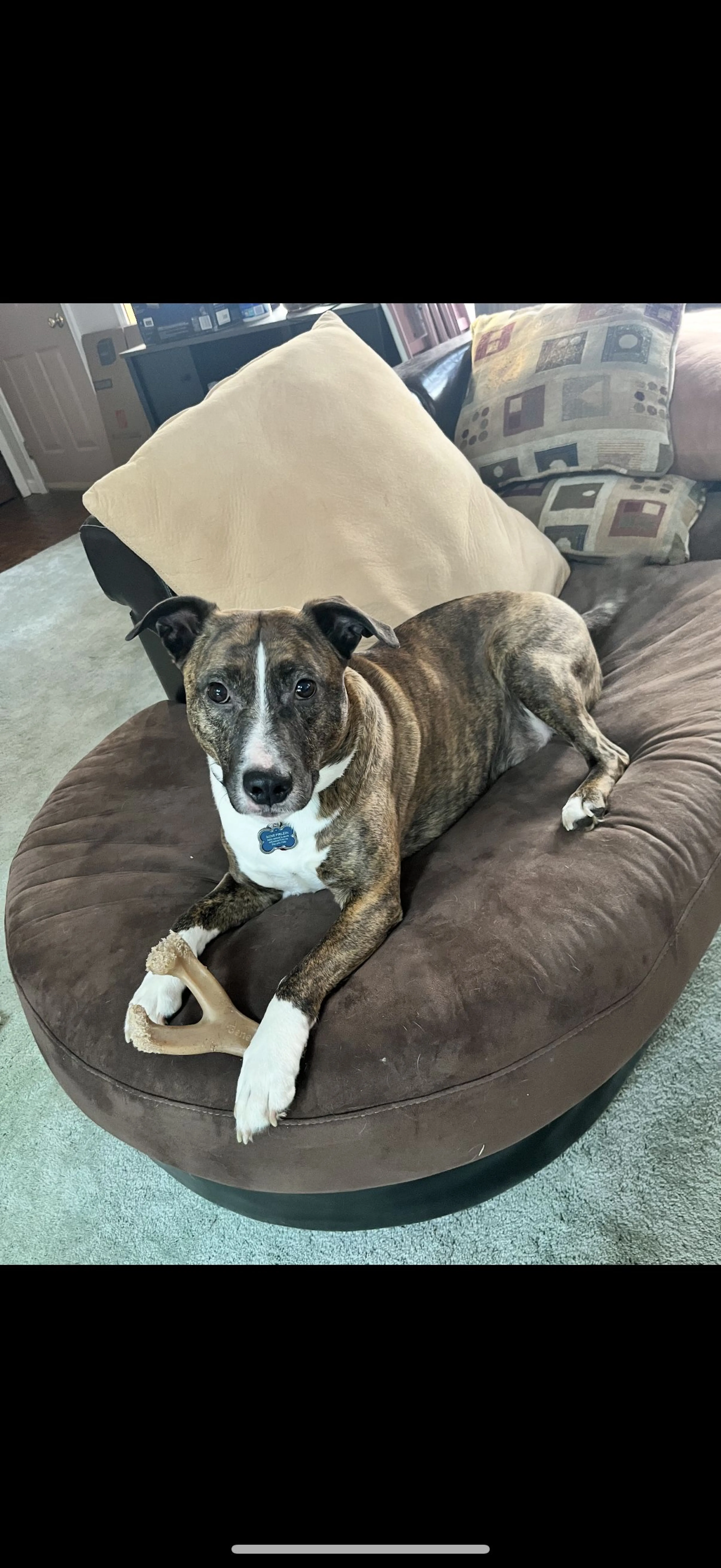 Lost pet