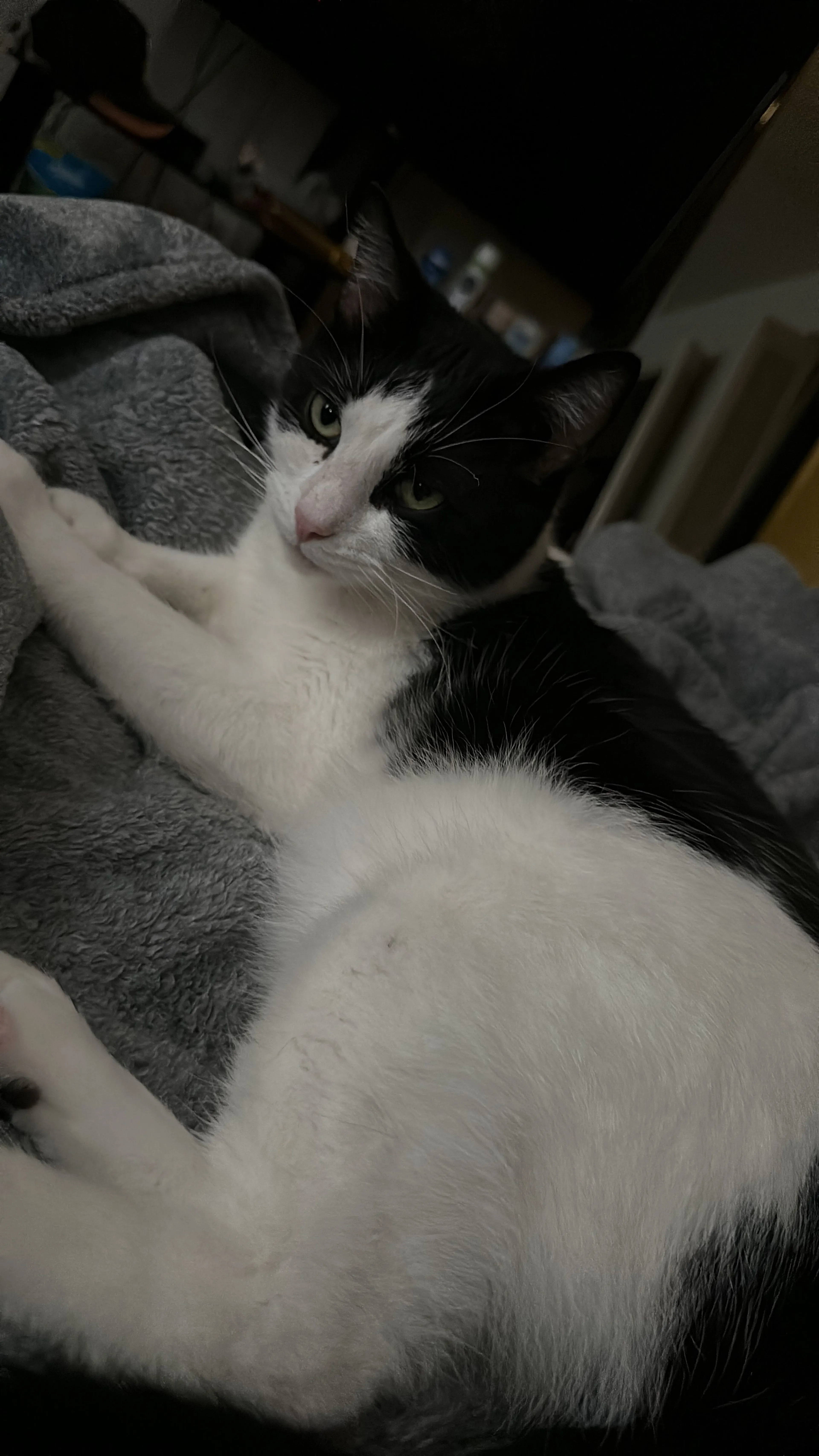 Lost pet-3