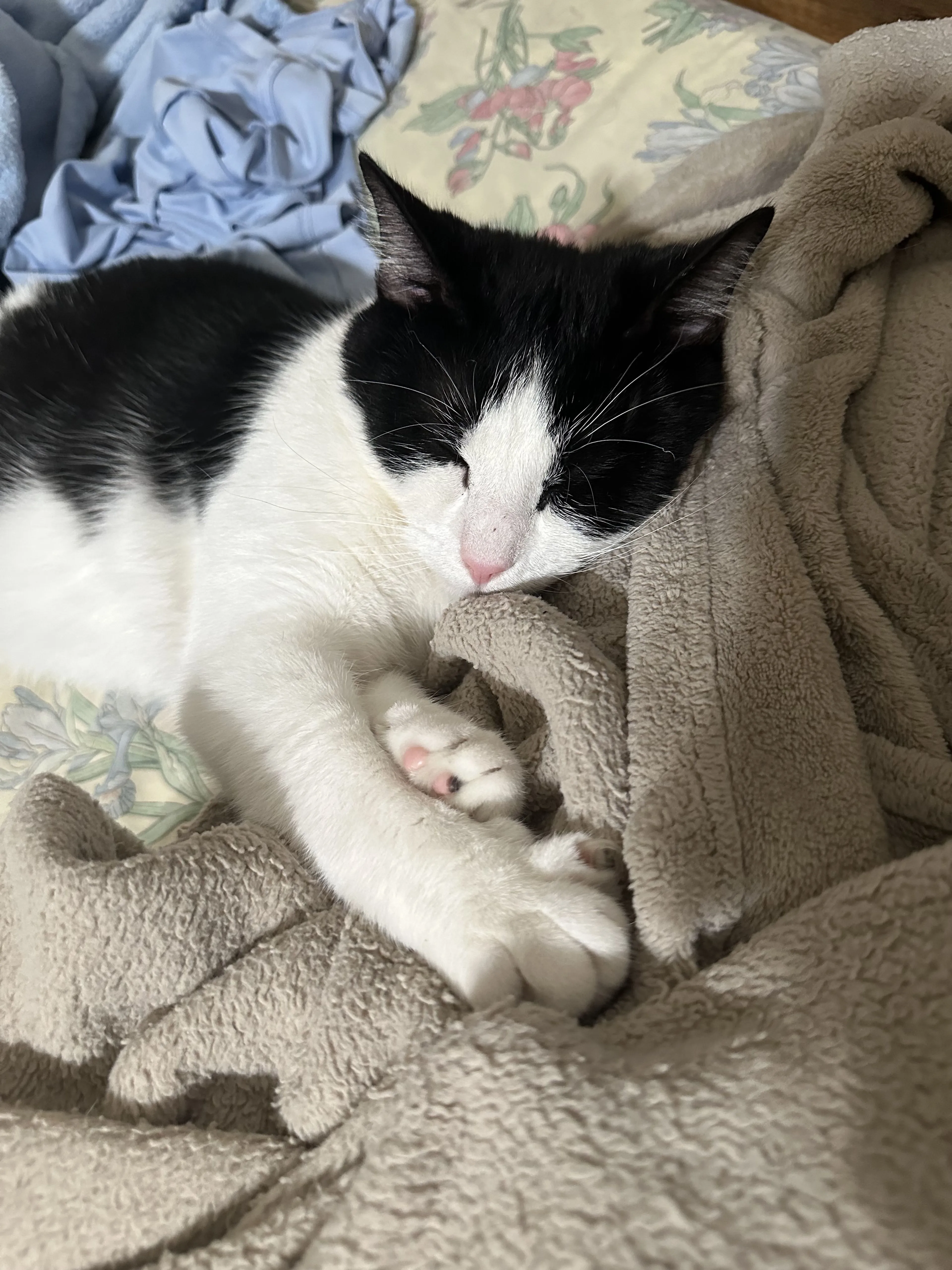 Lost pet-2